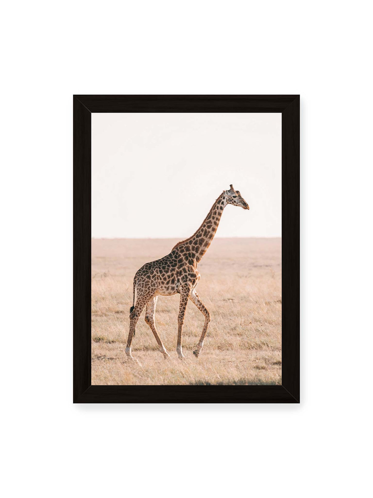 21x30 cm, schwarzer Rahmen – Einzelne Giraffe im Profil beim Gehen durch eine helle, trockene Graslandschaft.