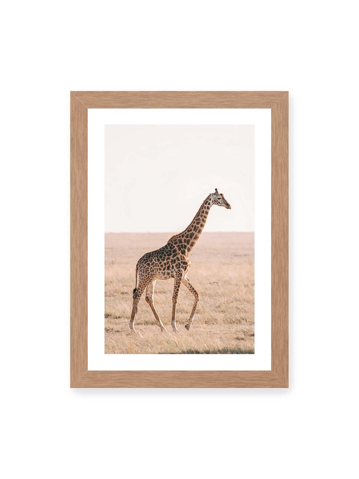 21x30 cm, weißer Galerie-Rand, Eichenrahmen – Einzelne Giraffe im Profil beim Gehen durch eine helle, trockene Graslandschaft.