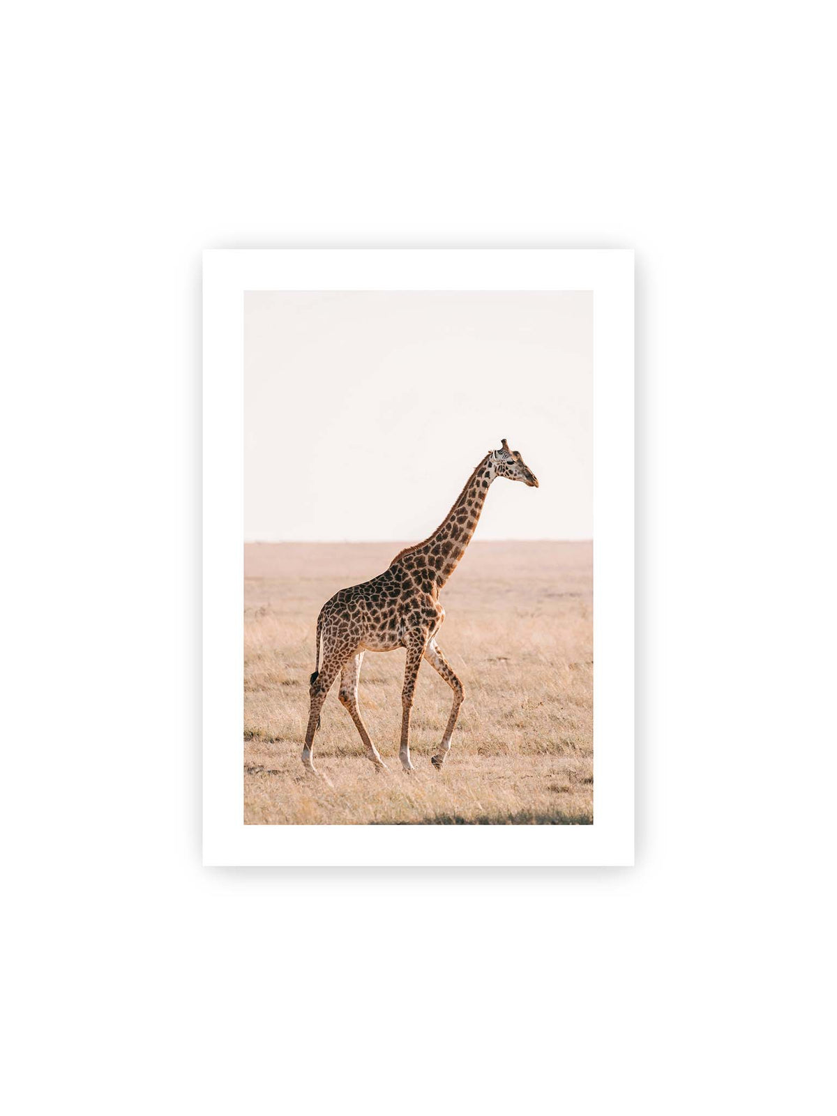 21x30 cm, weißer Galerie-Rand – Einzelne Giraffe im Profil beim Gehen durch eine helle, trockene Graslandschaft.