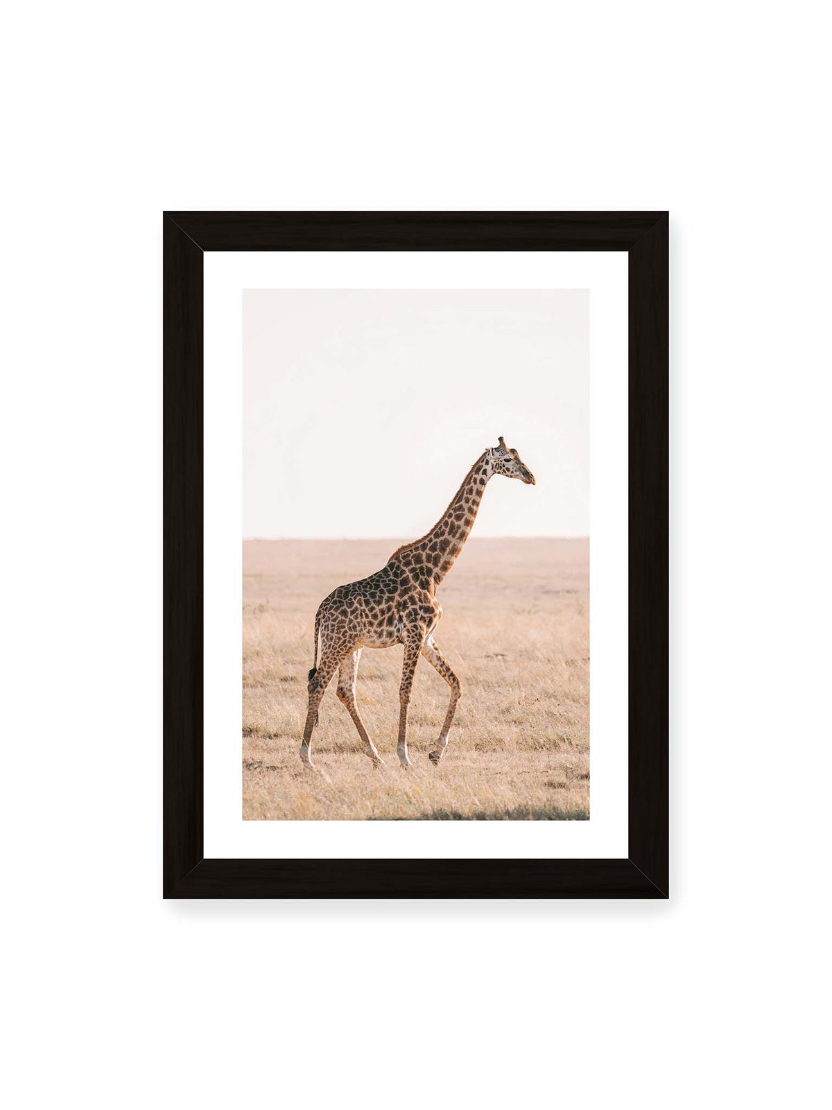 21x30 cm, weißer Galerie-Rand, schwarzer Rahmen – Einzelne Giraffe im Profil beim Gehen durch eine helle, trockene Graslandschaft.
