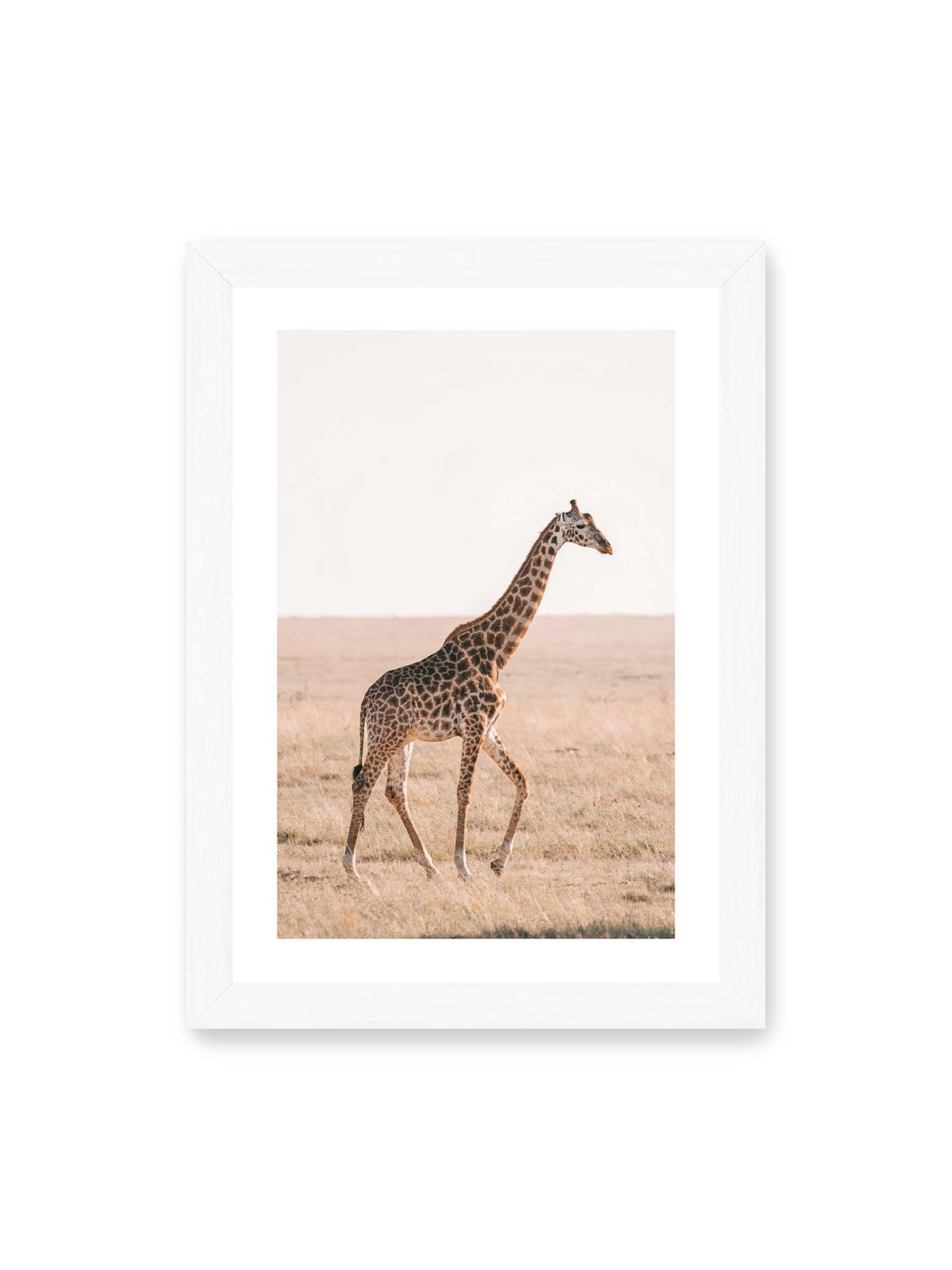 21x30 cm, weißer Galerie-Rand, weißer Rahmen – Einzelne Giraffe im Profil beim Gehen durch eine helle, trockene Graslandschaft.