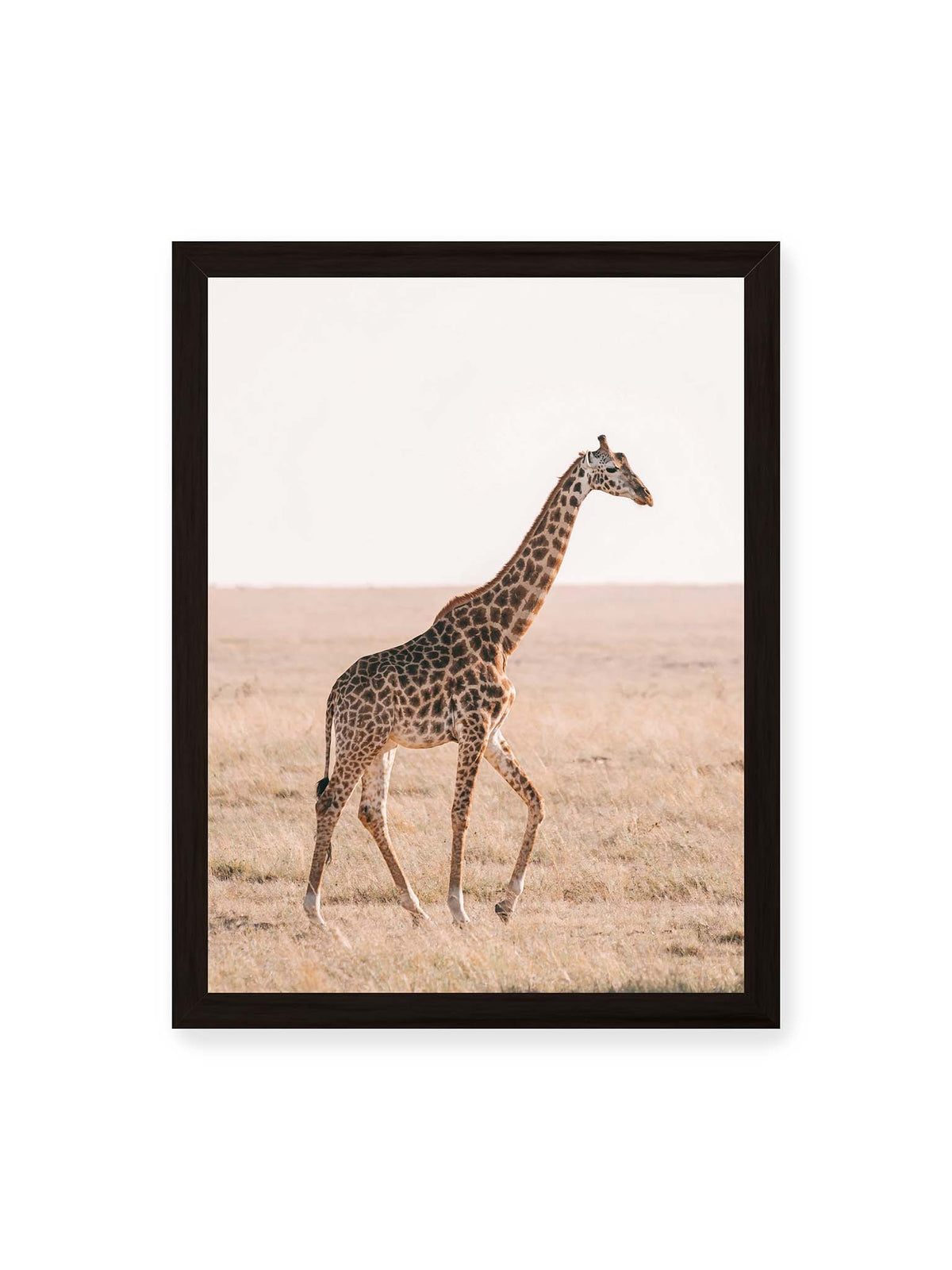 30x40 cm, schwarzer Rahmen – Einzelne Giraffe im Profil beim Gehen durch eine helle, trockene Graslandschaft.