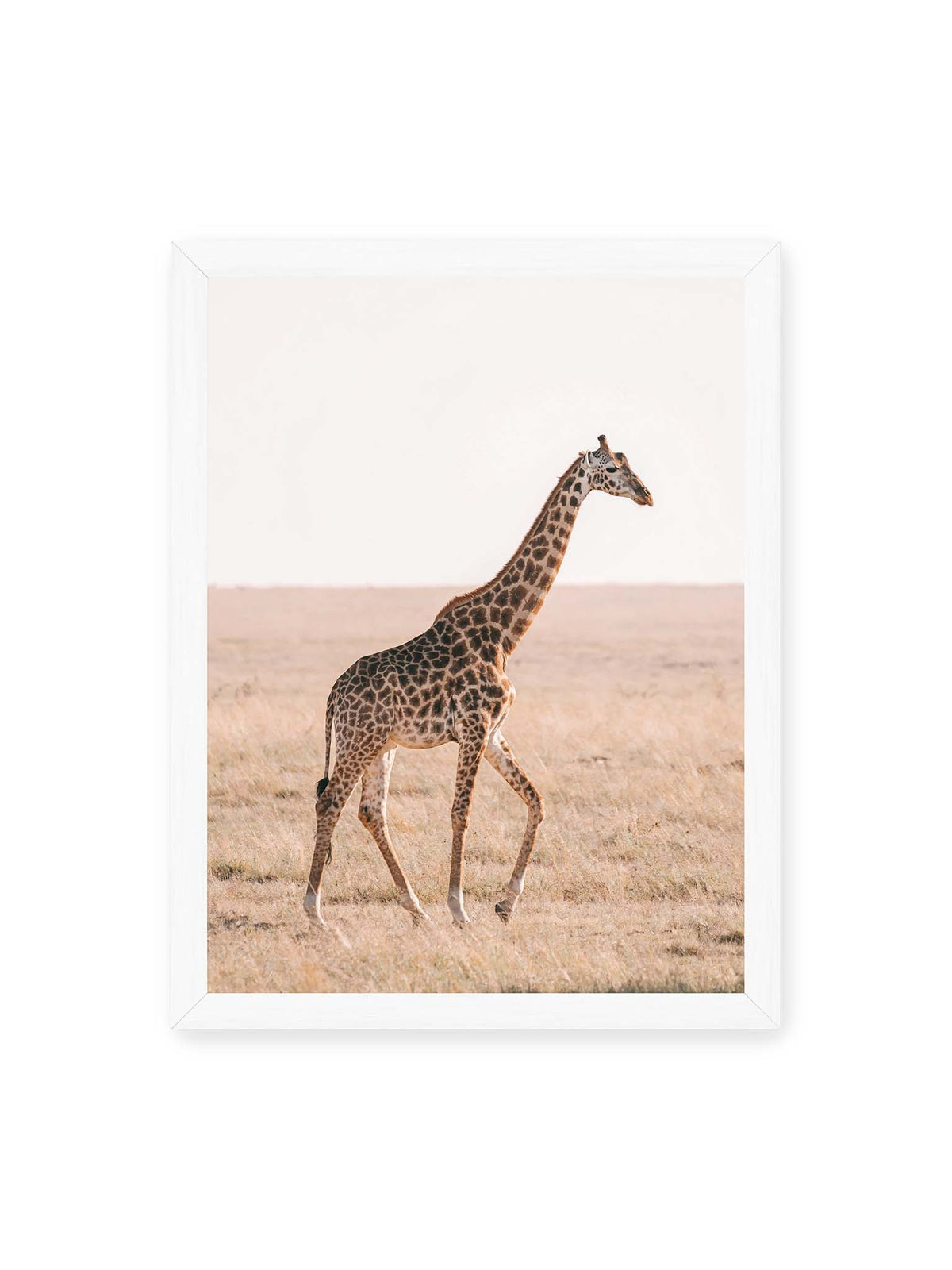 30x40 cm, weißer Rahmen – Einzelne Giraffe im Profil beim Gehen durch eine helle, trockene Graslandschaft.