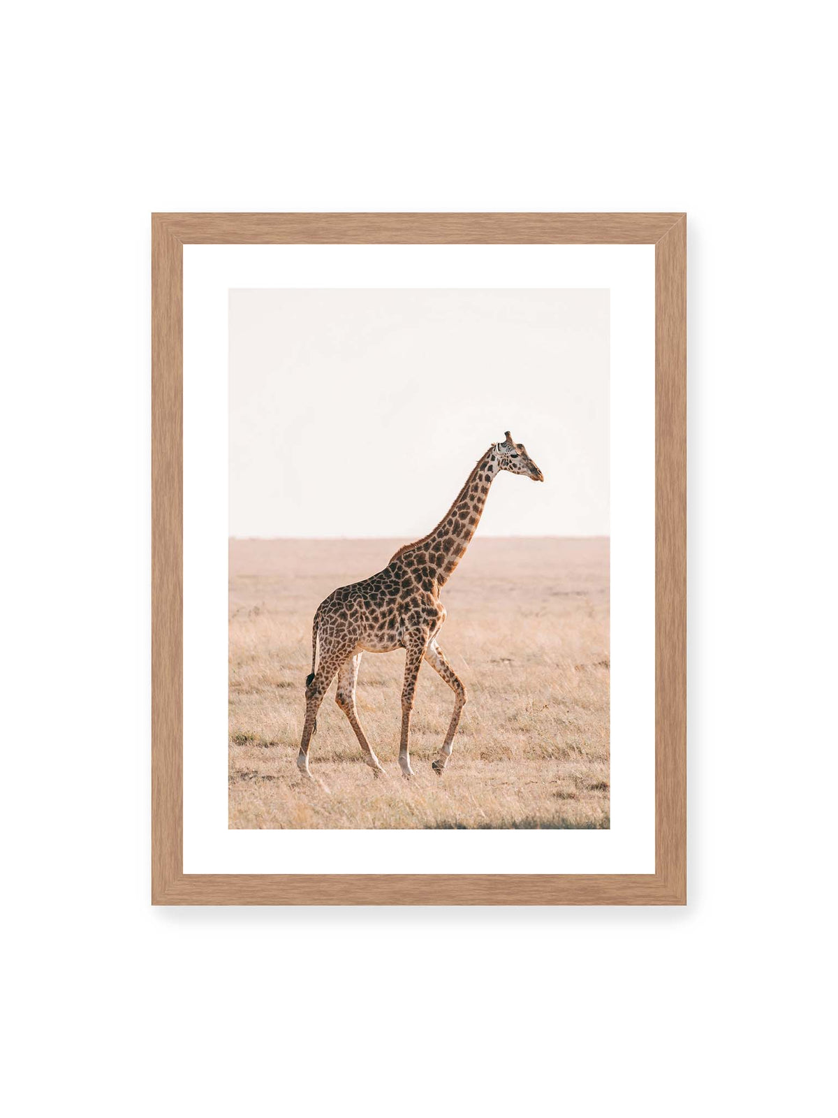 30x40 cm, weißer Galerie-Rand, Eichenrahmen – Einzelne Giraffe im Profil beim Gehen durch eine helle, trockene Graslandschaft.