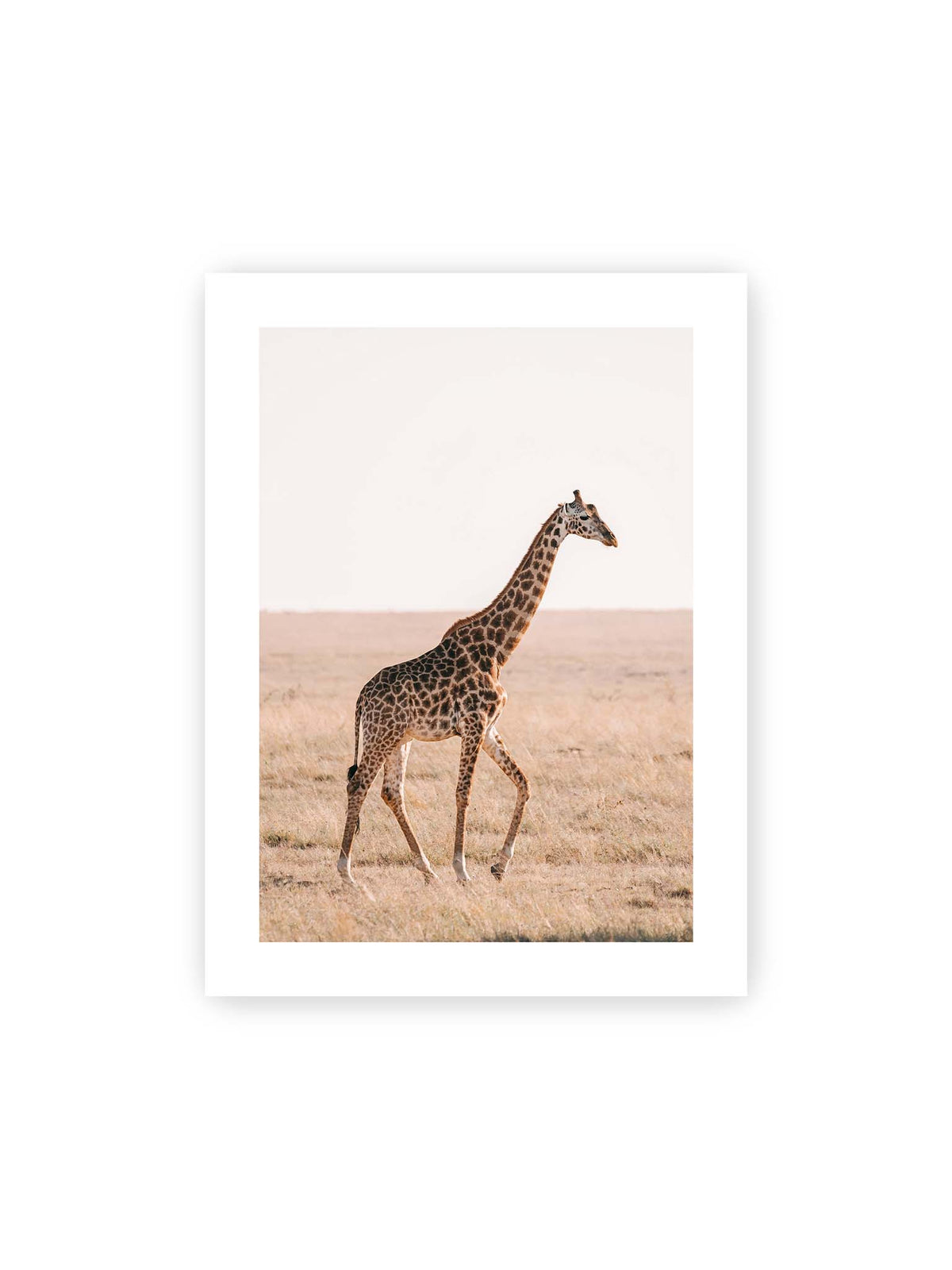 30x40 cm, weißer Galerie-Rand – Einzelne Giraffe im Profil beim Gehen durch eine helle, trockene Graslandschaft.