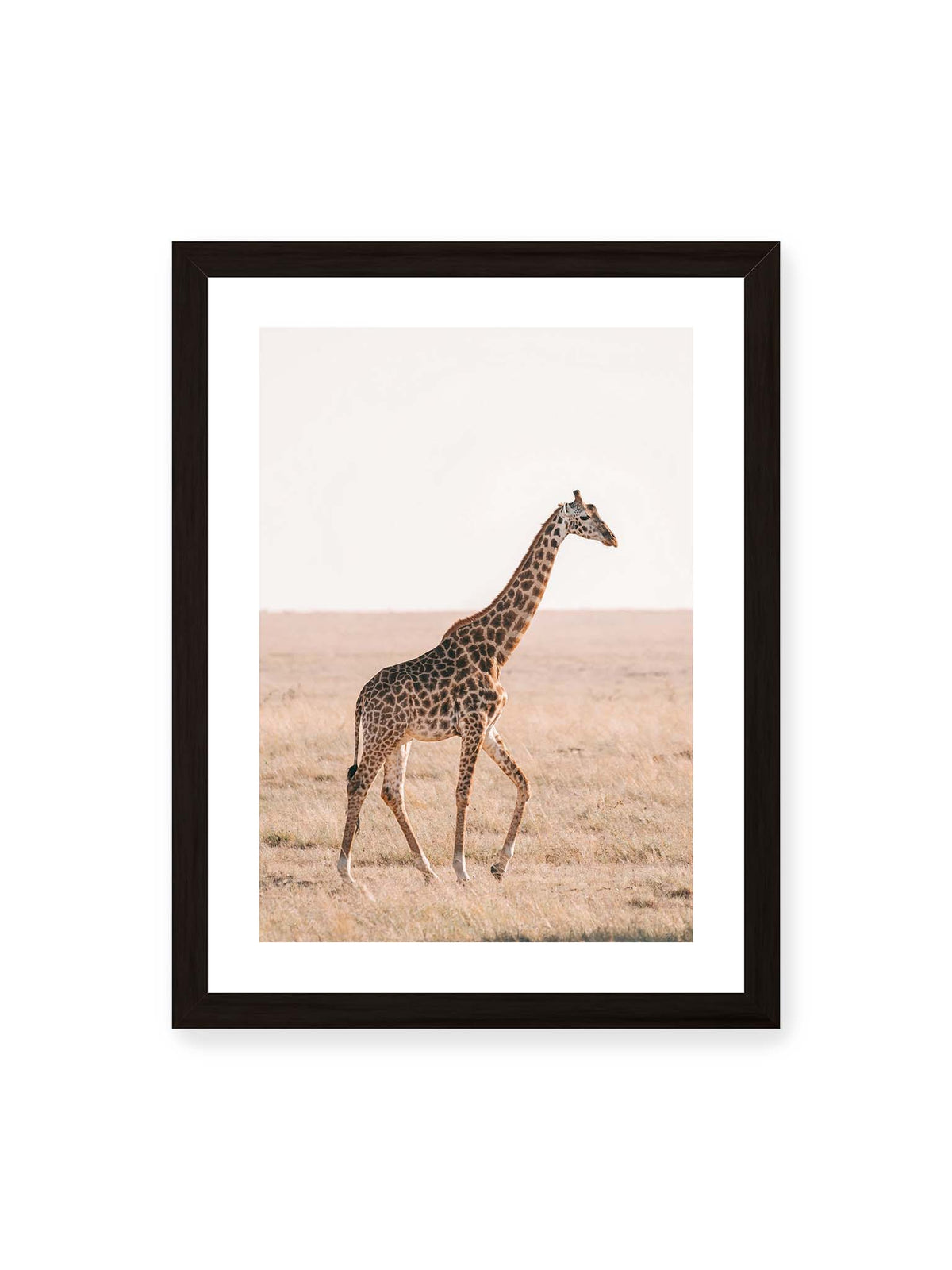 30x40 cm, weißer Galerie-Rand, schwarzer Rahmen – Einzelne Giraffe im Profil beim Gehen durch eine helle, trockene Graslandschaft.