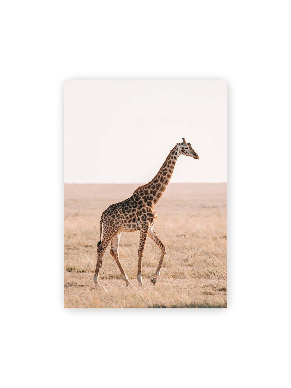 50x70 cm – Einzelne Giraffe im Profil beim Gehen durch eine helle, trockene Graslandschaft.