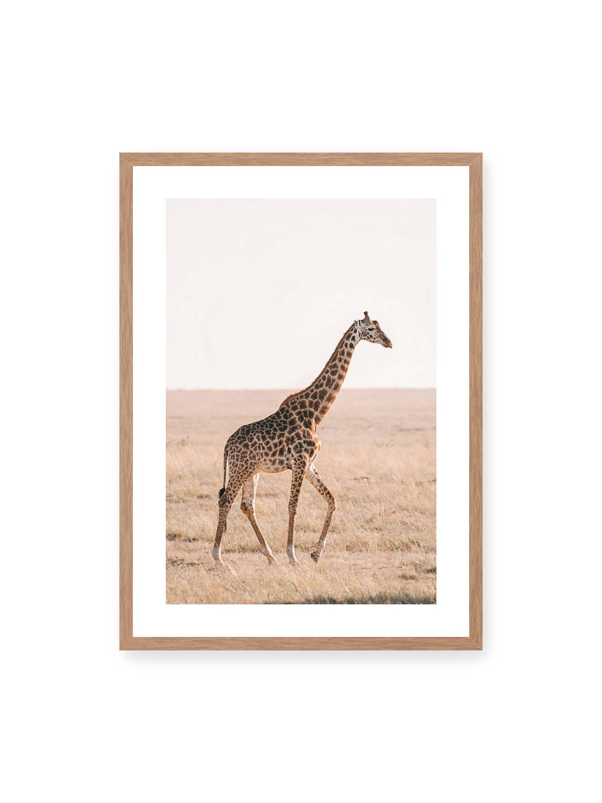 50x70 cm, weißer Galerie-Rand, Eichenrahmen – Einzelne Giraffe im Profil beim Gehen durch eine helle, trockene Graslandschaft.