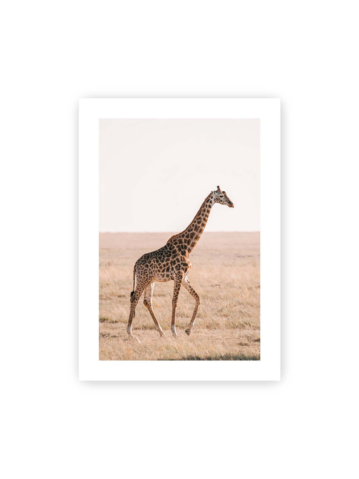 50x70 cm, weißer Galerie-Rand – Einzelne Giraffe im Profil beim Gehen durch eine helle, trockene Graslandschaft.