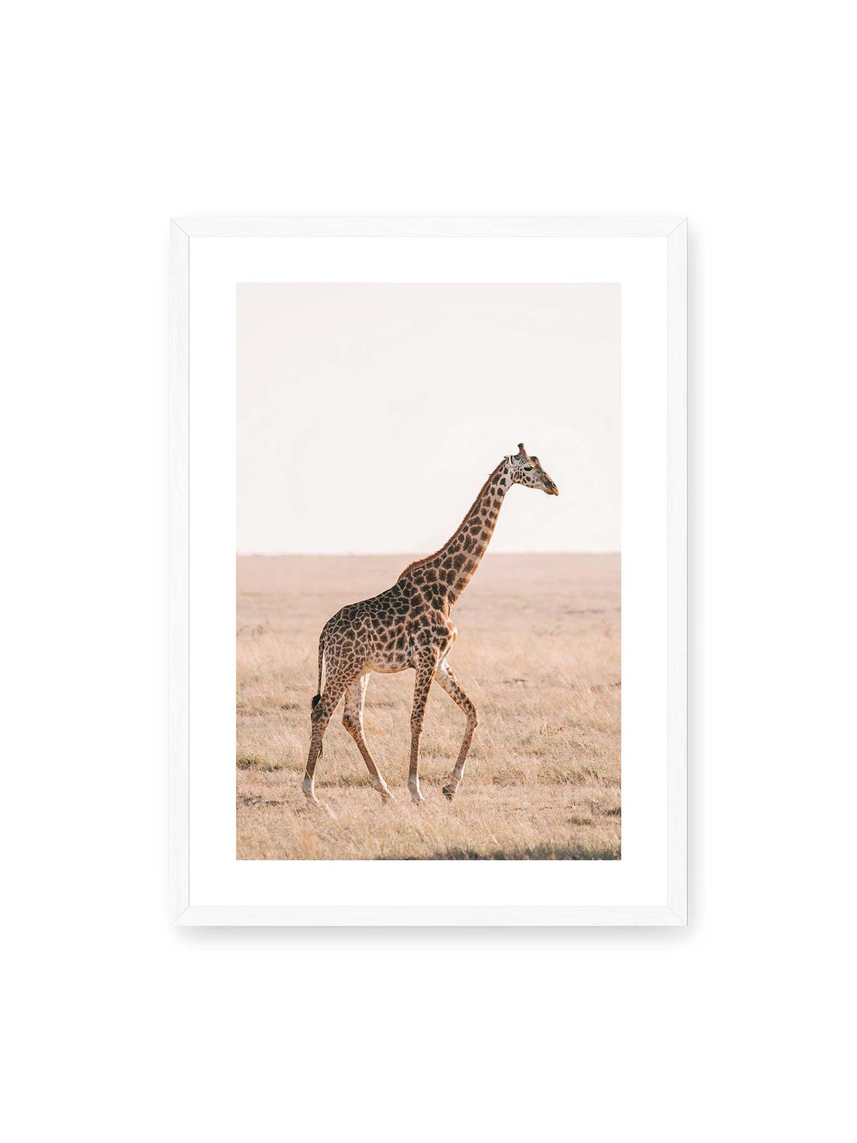 50x70 cm, weißer Galerie-Rand, weißer Rahmen – Einzelne Giraffe im Profil beim Gehen durch eine helle, trockene Graslandschaft.