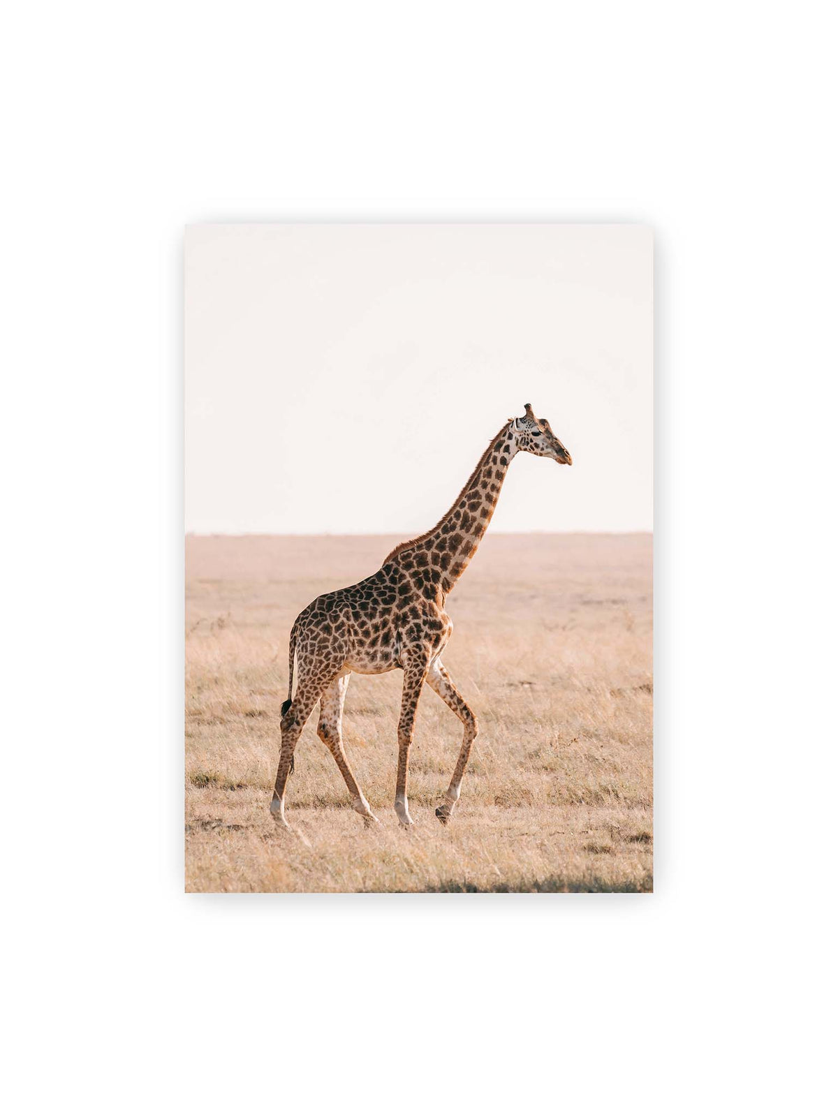 70x100 cm – Einzelne Giraffe im Profil beim Gehen durch eine helle, trockene Graslandschaft.
