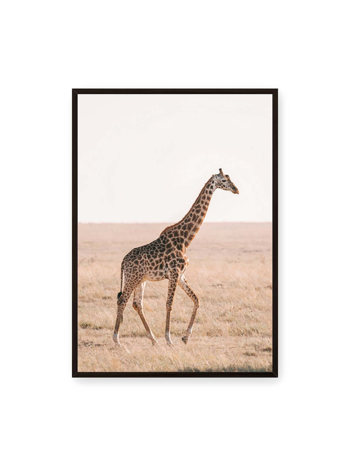 70x100 cm, schwarzer Rahmen – Einzelne Giraffe im Profil beim Gehen durch eine helle, trockene Graslandschaft.