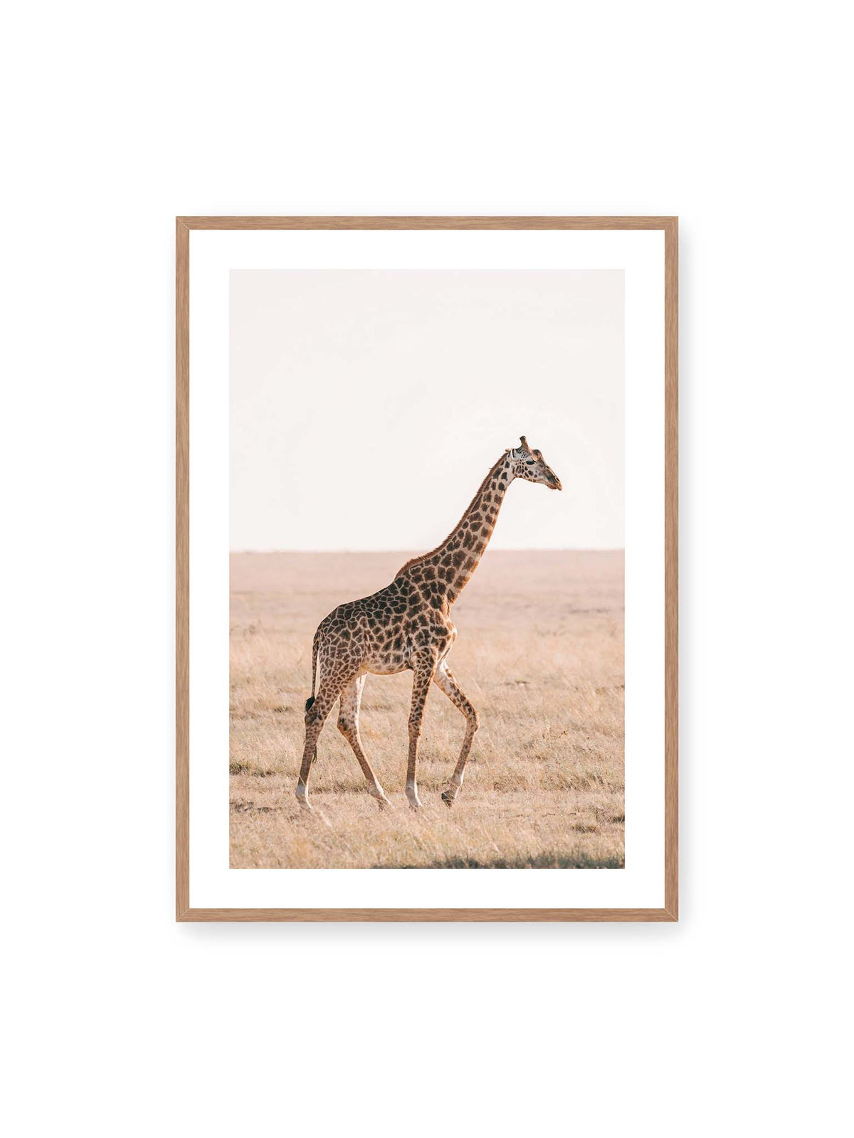 70x100 cm, weißer Galerie-Rand, Eichenrahmen – Einzelne Giraffe im Profil beim Gehen durch eine helle, trockene Graslandschaft.