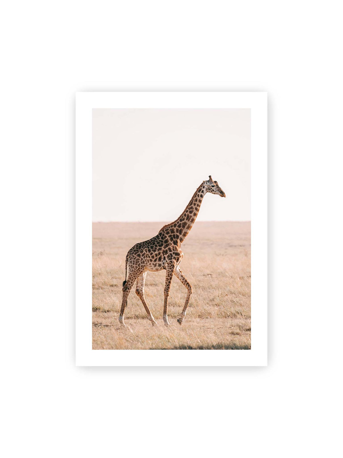 70x100 cm, weißer Galerie-Rand – Einzelne Giraffe im Profil beim Gehen durch eine helle, trockene Graslandschaft.