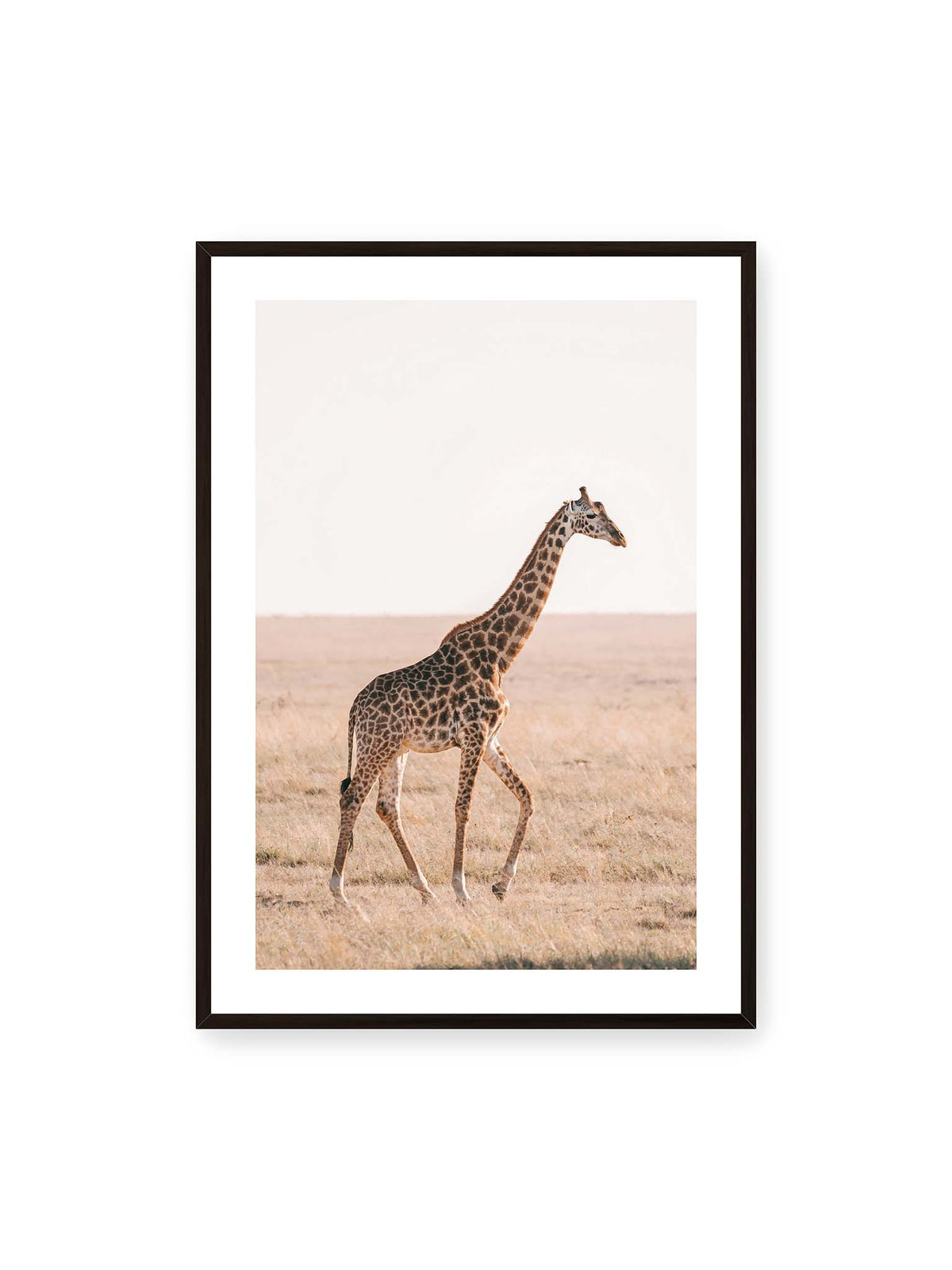 70x100 cm, weißer Galerie-Rand, schwarzer Rahmen – Einzelne Giraffe im Profil beim Gehen durch eine helle, trockene Graslandschaft.