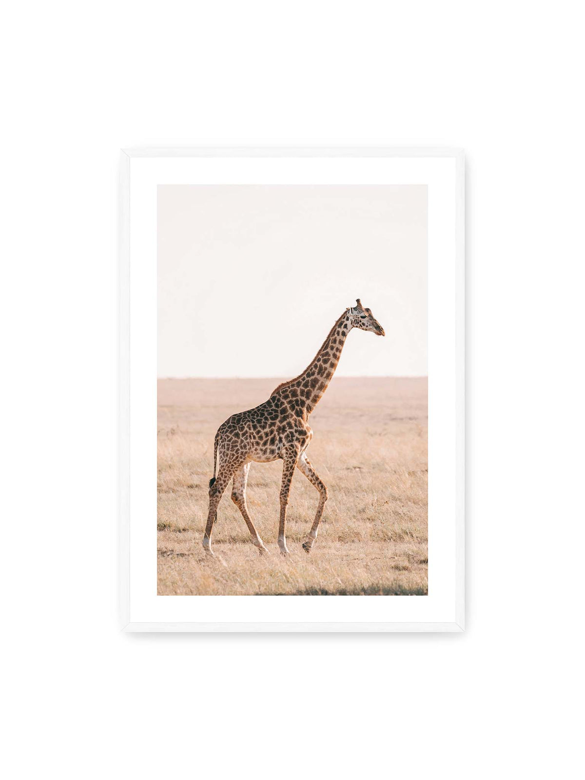 70x100 cm, weißer Galerie-Rand, weißer Rahmen – Einzelne Giraffe im Profil beim Gehen durch eine helle, trockene Graslandschaft.