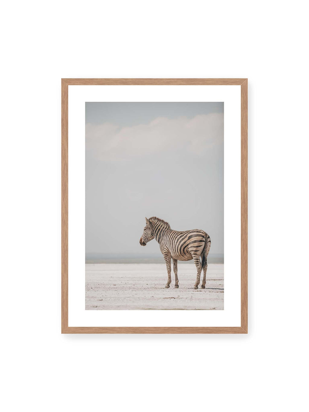 Zebra in Stillness