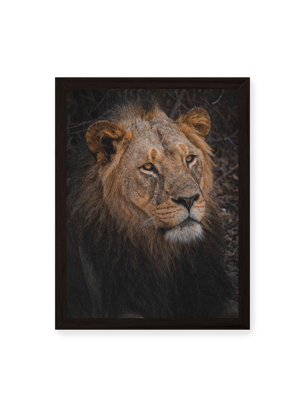 30x40 cm, schwarzer Rahmen – Nahaufnahme eines Löwen mit dunkler Mähne, goldbraunem Fell und ruhig nach vorn gerichtetem Blick.