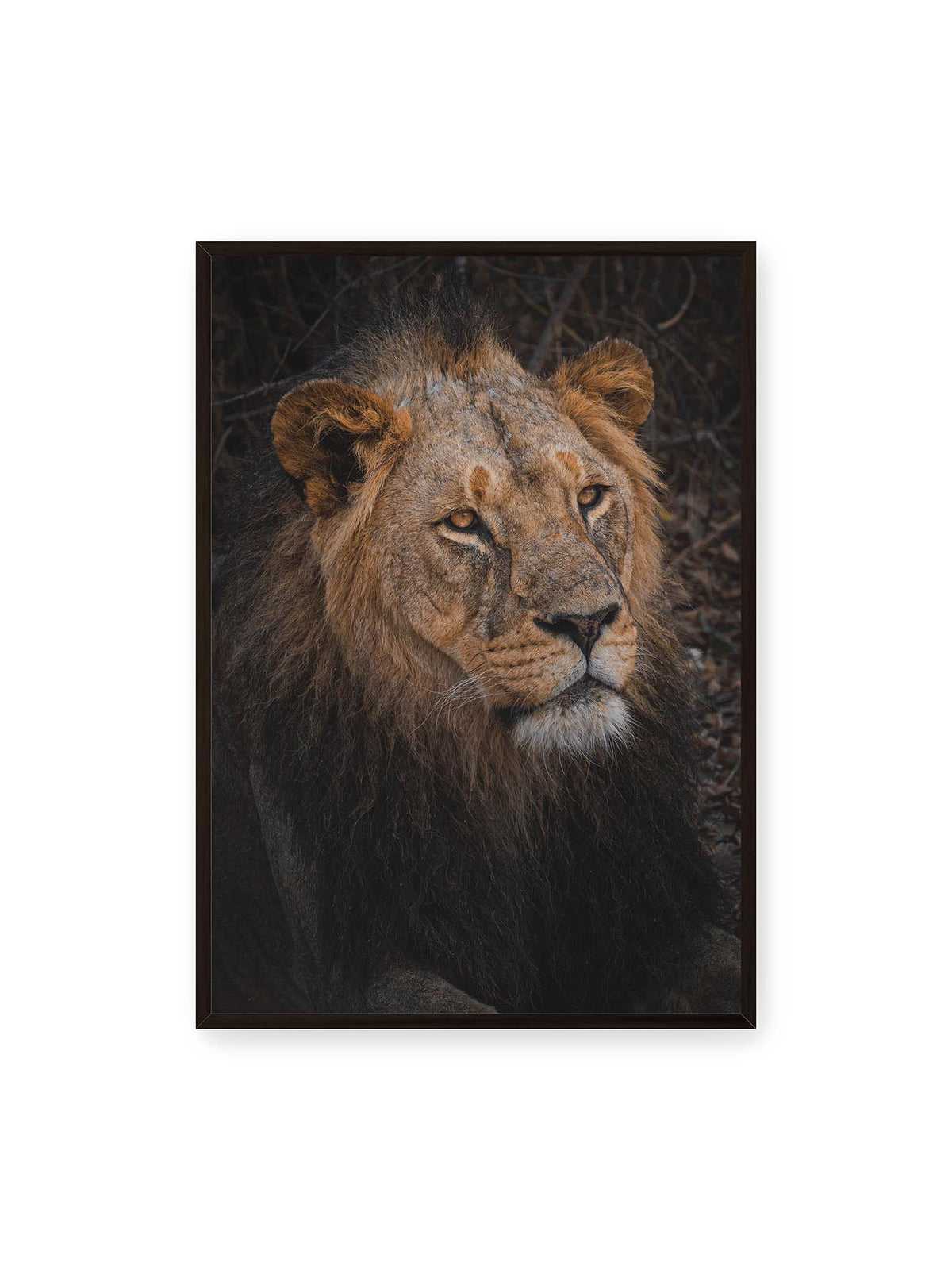 70x100 cm, schwarzer Rahmen – Nahaufnahme eines Löwen mit dunkler Mähne, goldbraunem Fell und ruhig nach vorn gerichtetem Blick.
