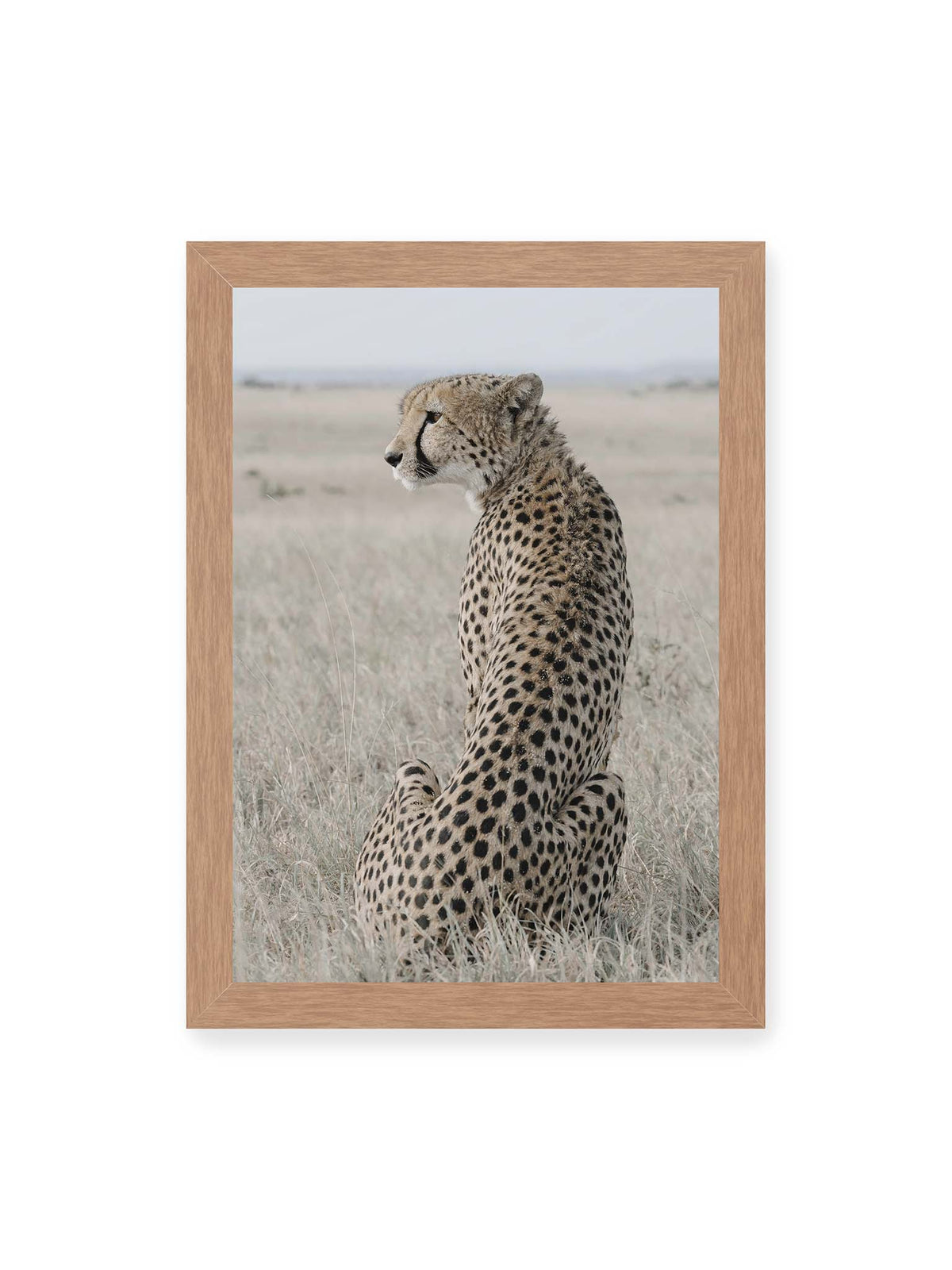 21x30 cm, Eichenrahmen – Sitzender Gepard im Profil in hellem, trockenem Gras mit freiem Blick in die Ferne.