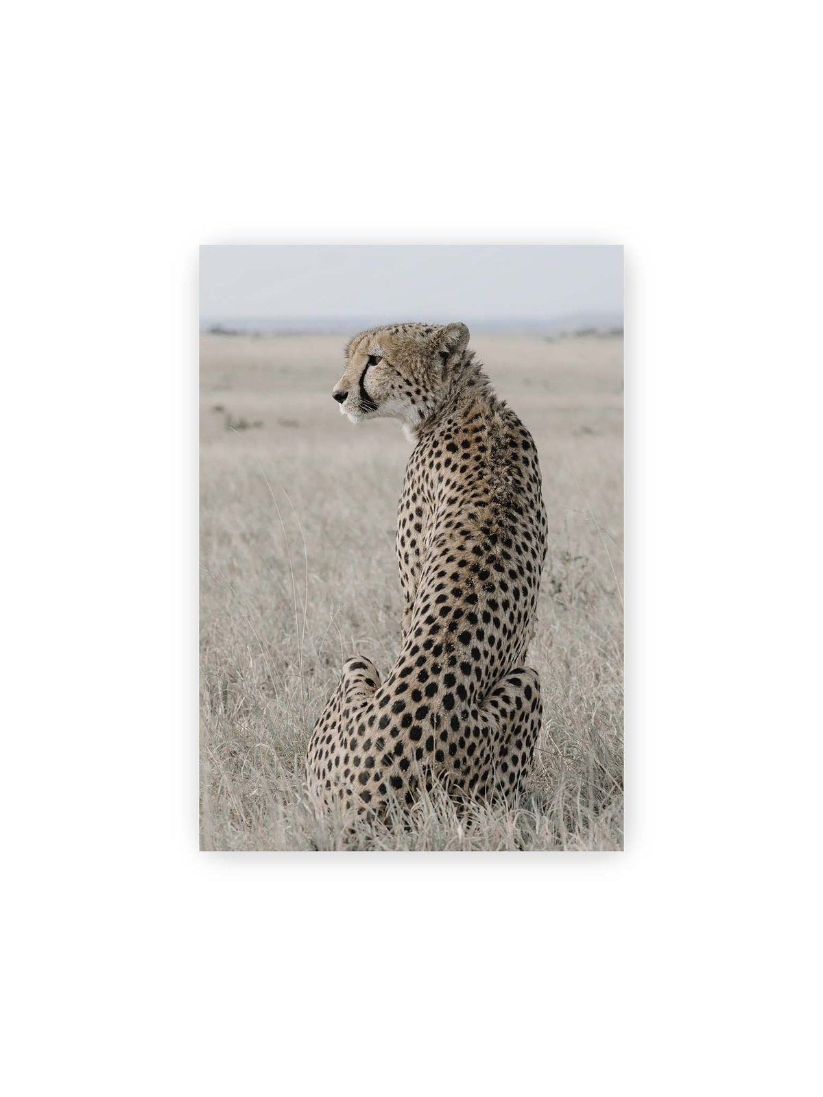 21x30 cm – Sitzender Gepard im Profil in hellem, trockenem Gras mit freiem Blick in die Ferne.