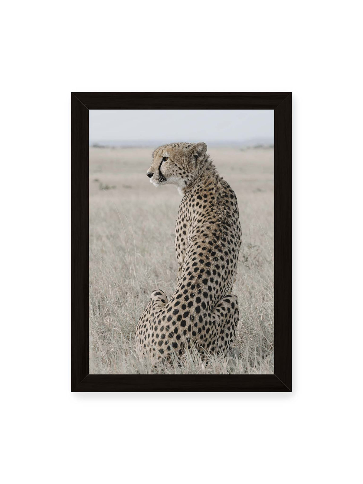 21x30 cm, schwarzer Rahmen – Sitzender Gepard im Profil in hellem, trockenem Gras mit freiem Blick in die Ferne.
