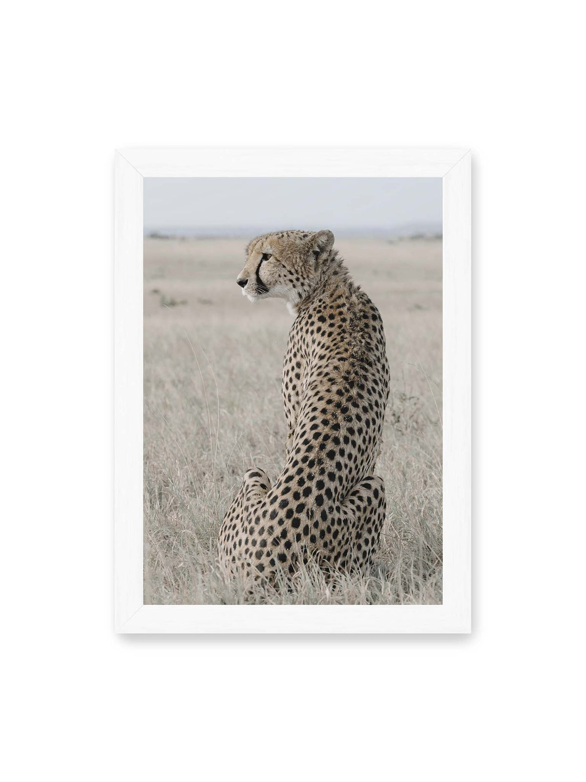 21x30 cm, weißer Rahmen – Sitzender Gepard im Profil in hellem, trockenem Gras mit freiem Blick in die Ferne.