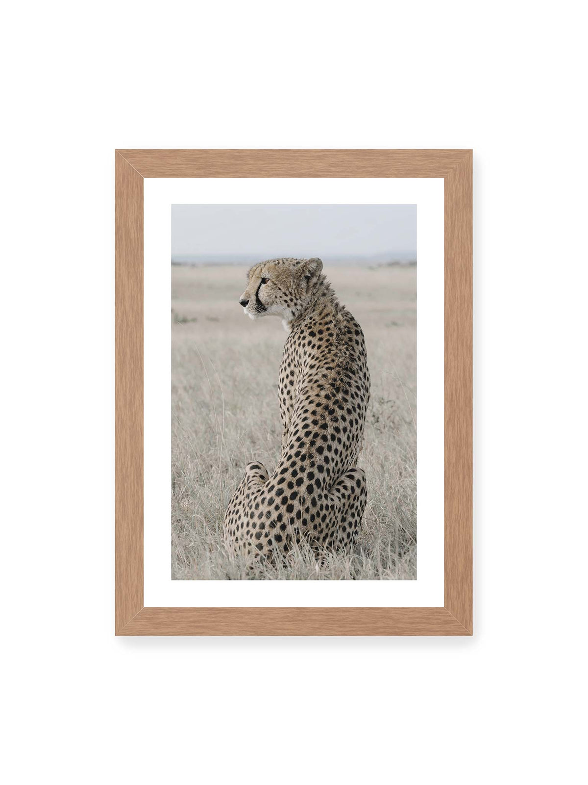 21x30 cm, weißer Galerie-Rand, Eichenrahmen – Sitzender Gepard im Profil in hellem, trockenem Gras mit freiem Blick in die Ferne.