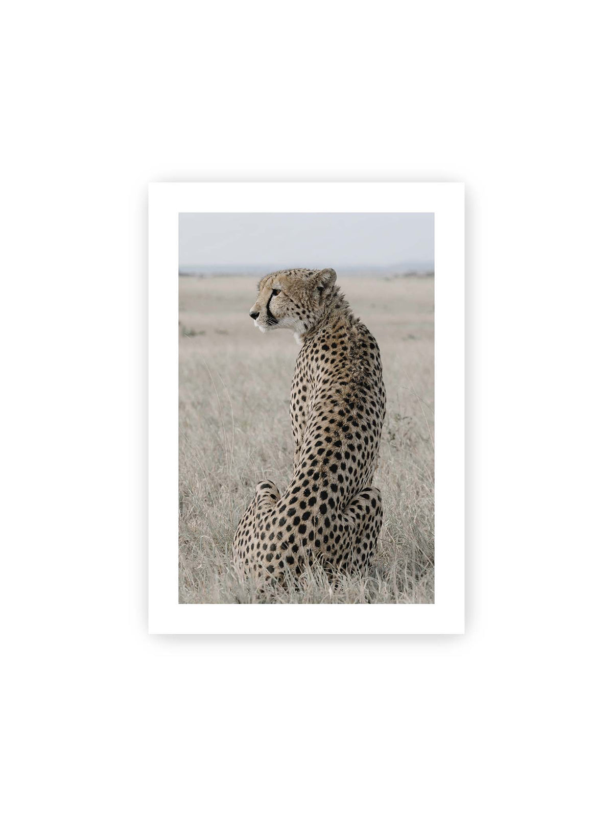 21x30 cm, weißer Galerie-Rand – Sitzender Gepard im Profil in hellem, trockenem Gras mit freiem Blick in die Ferne.