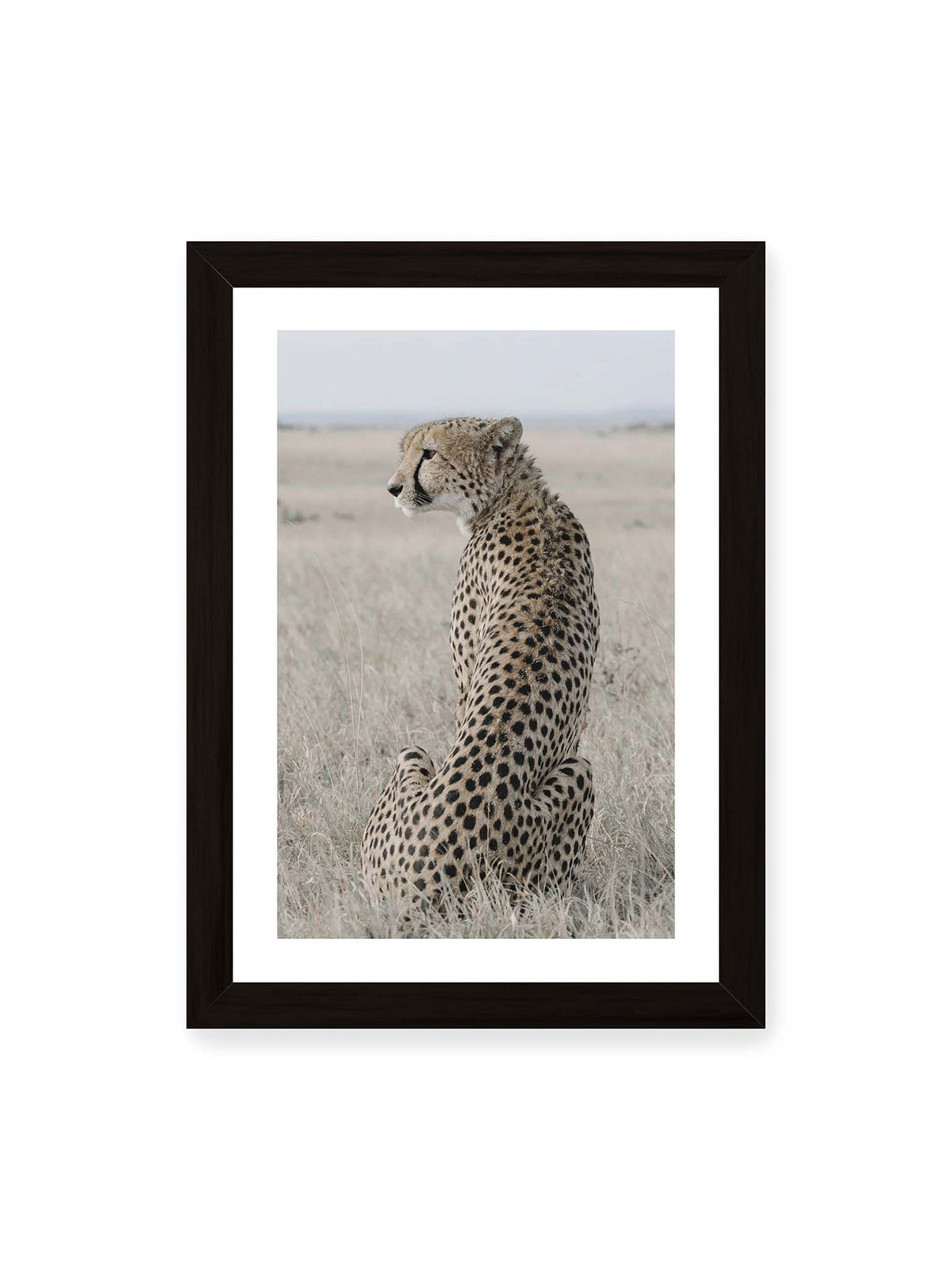 21x30 cm, weißer Galerie-Rand, schwarzer Rahmen – Sitzender Gepard im Profil in hellem, trockenem Gras mit freiem Blick in die Ferne.