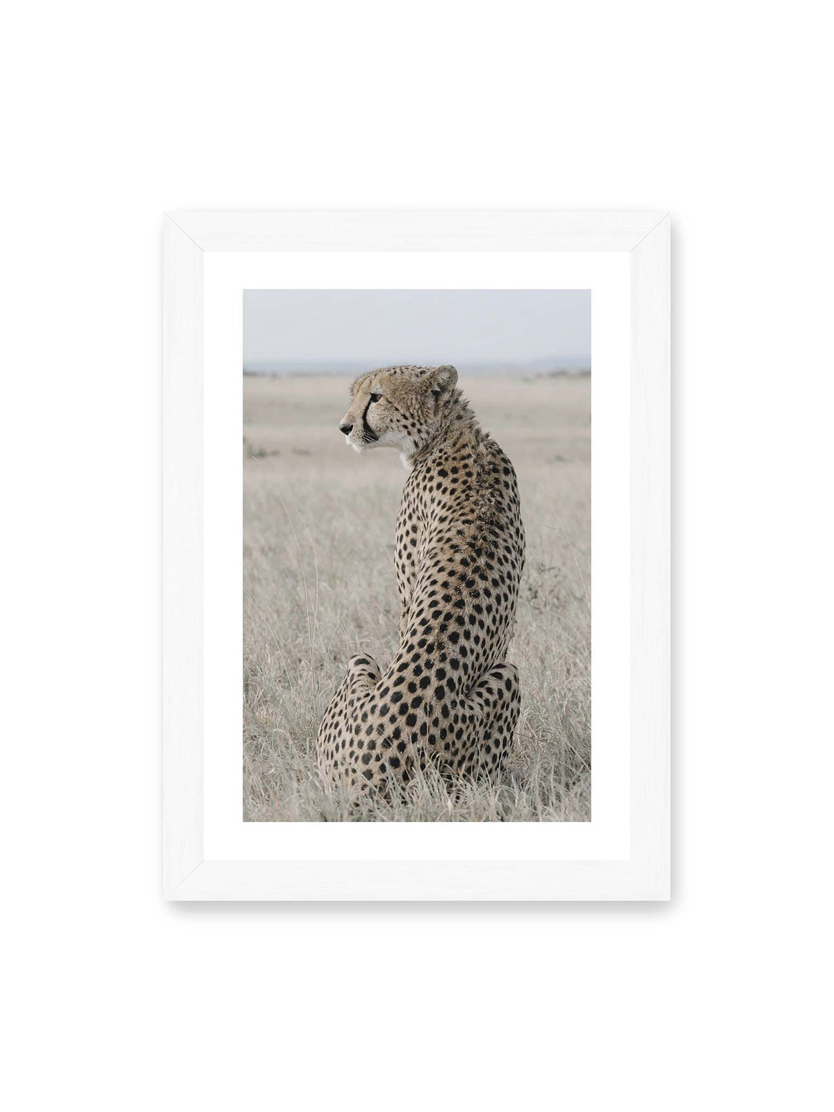 21x30 cm, weißer Galerie-Rand, weißer Rahmen – Sitzender Gepard im Profil in hellem, trockenem Gras mit freiem Blick in die Ferne.