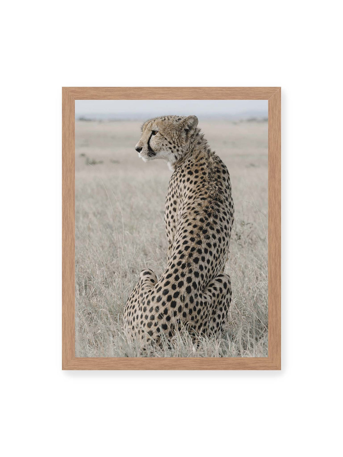 30x40 cm, Eichenrahmen – Sitzender Gepard im Profil in hellem, trockenem Gras mit freiem Blick in die Ferne.