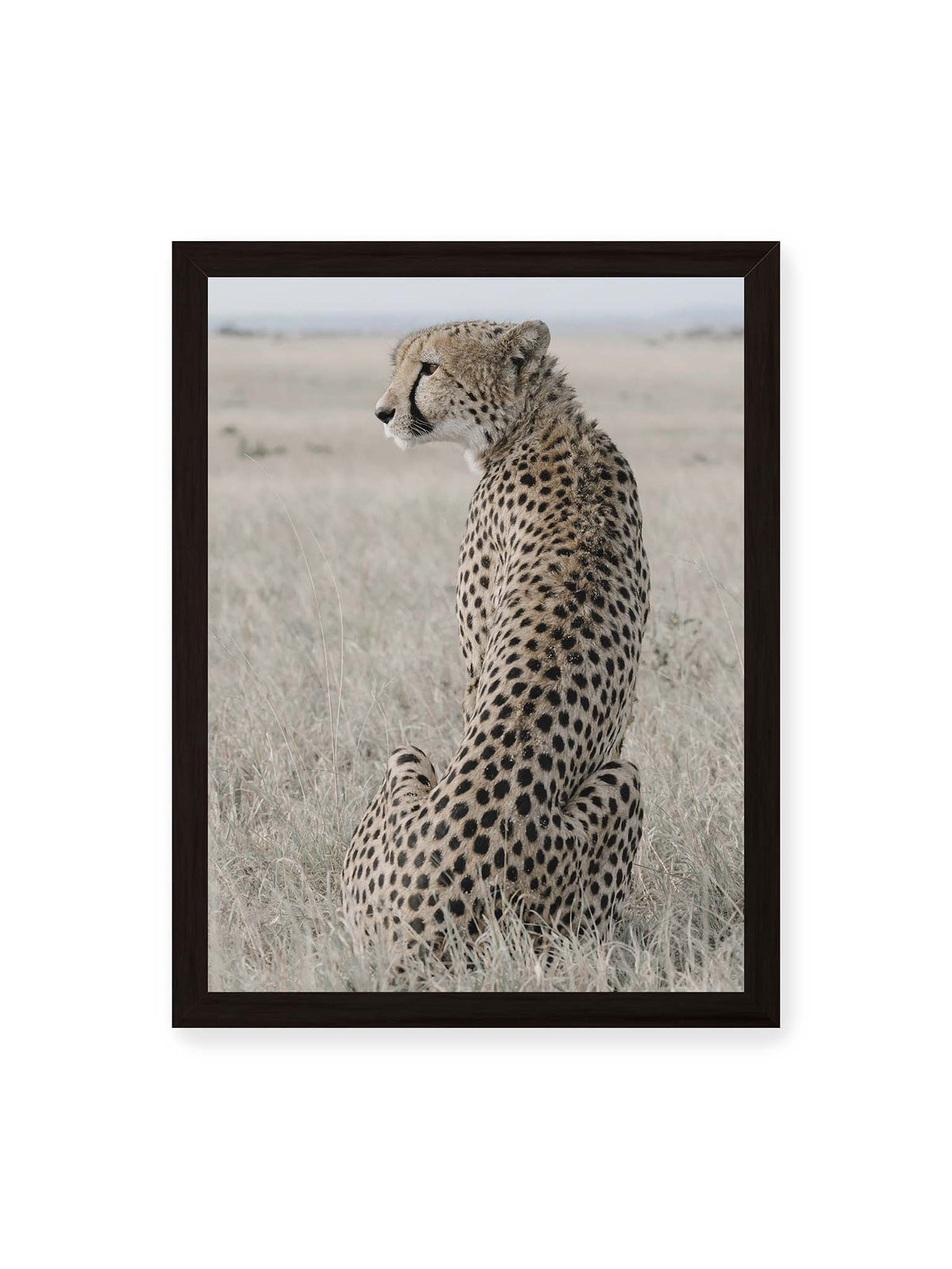 30x40 cm, schwarzer Rahmen – Sitzender Gepard im Profil in hellem, trockenem Gras mit freiem Blick in die Ferne.