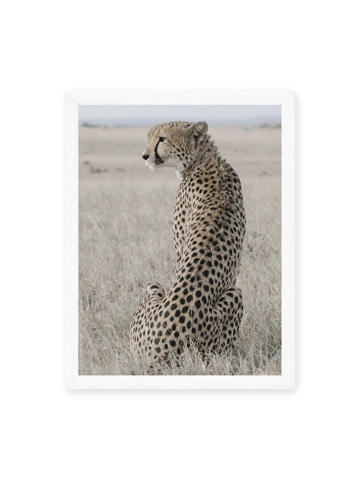 30x40 cm, weißer Rahmen – Sitzender Gepard im Profil in hellem, trockenem Gras mit freiem Blick in die Ferne.