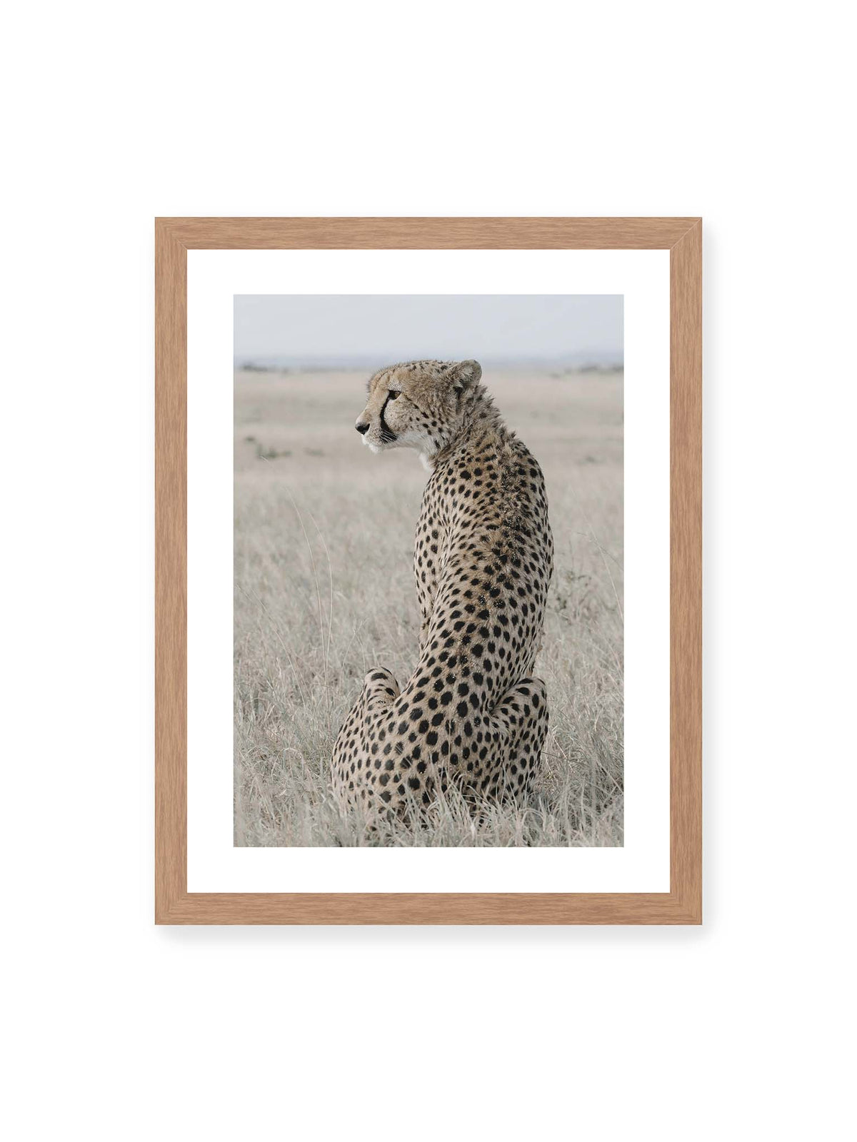 30x40 cm, weißer Galerie-Rand, Eichenrahmen – Sitzender Gepard im Profil in hellem, trockenem Gras mit freiem Blick in die Ferne.