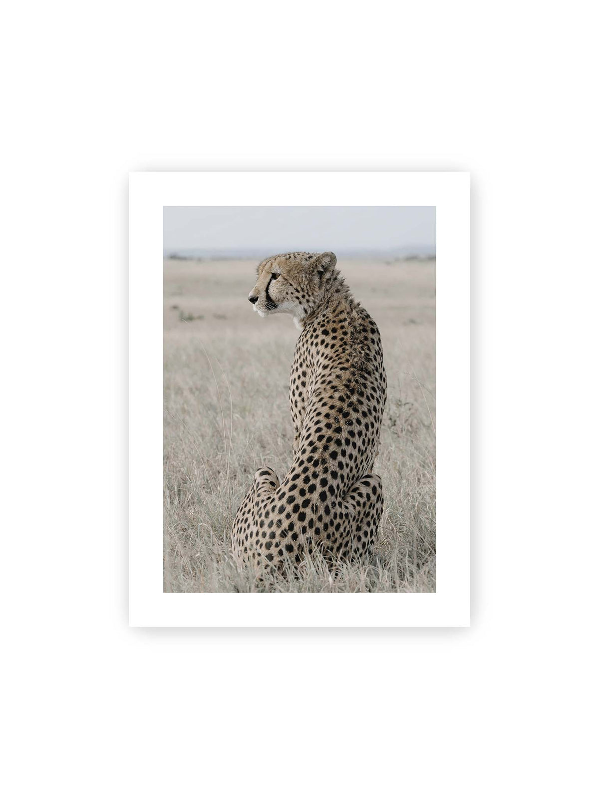 30x40 cm, weißer Galerie-Rand – Sitzender Gepard im Profil in hellem, trockenem Gras mit freiem Blick in die Ferne.