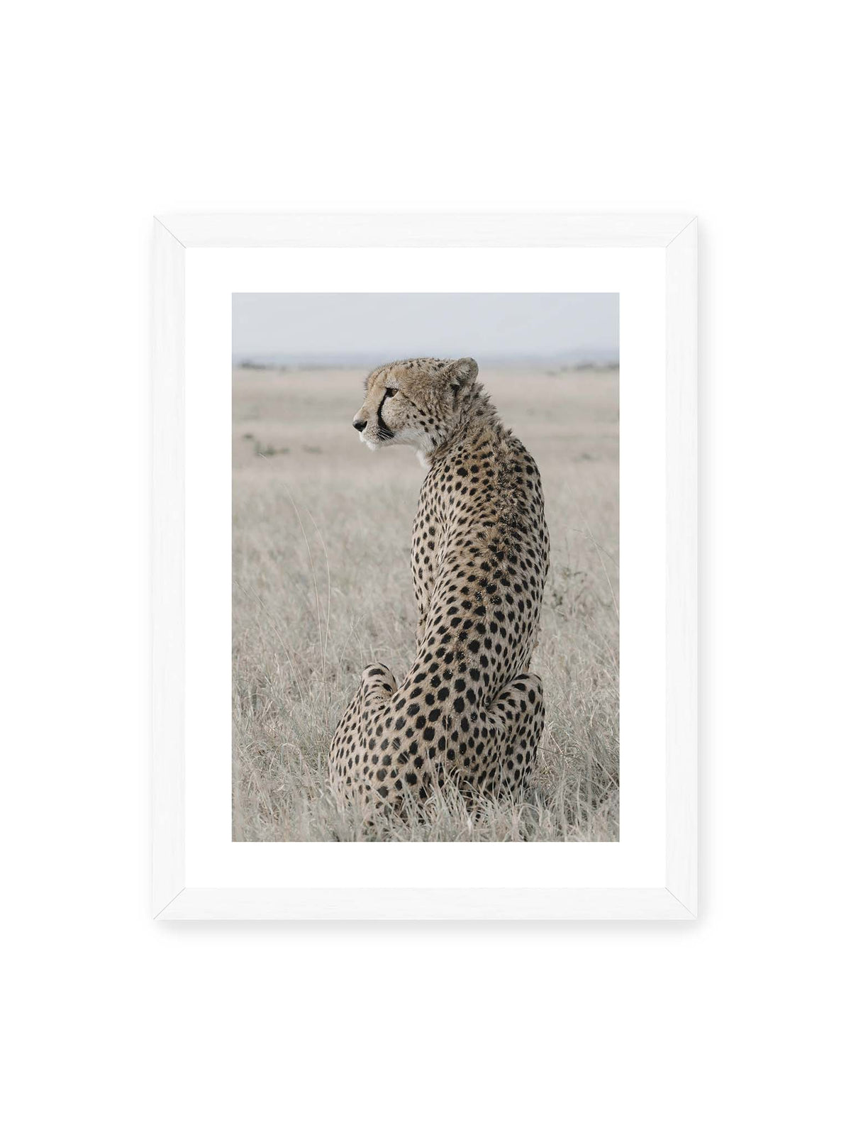 30x40 cm, weißer Galerie-Rand, weißer Rahmen – Sitzender Gepard im Profil in hellem, trockenem Gras mit freiem Blick in die Ferne.