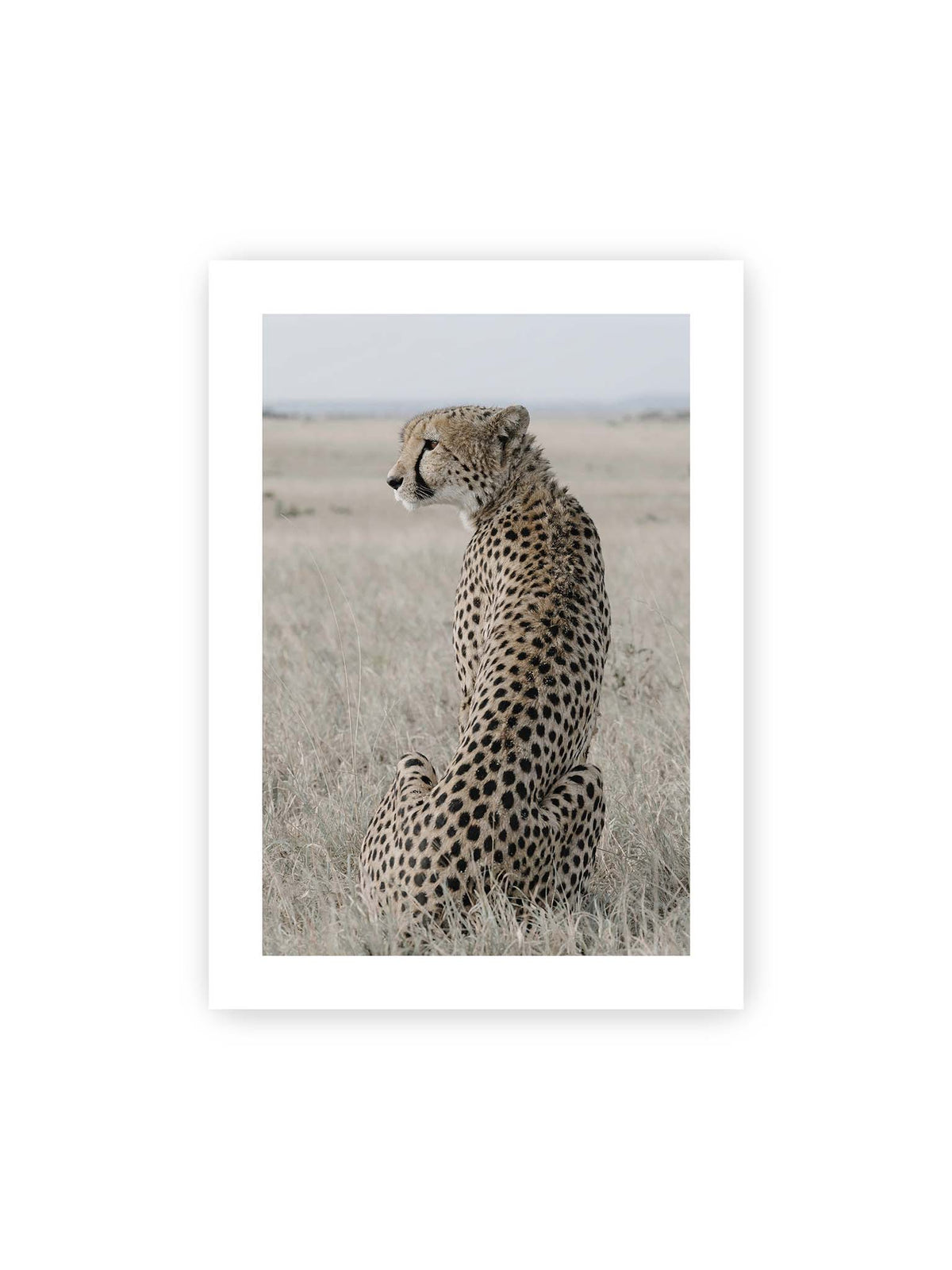 50x70 cm, weißer Galerie-Rand – Sitzender Gepard im Profil in hellem, trockenem Gras mit freiem Blick in die Ferne.