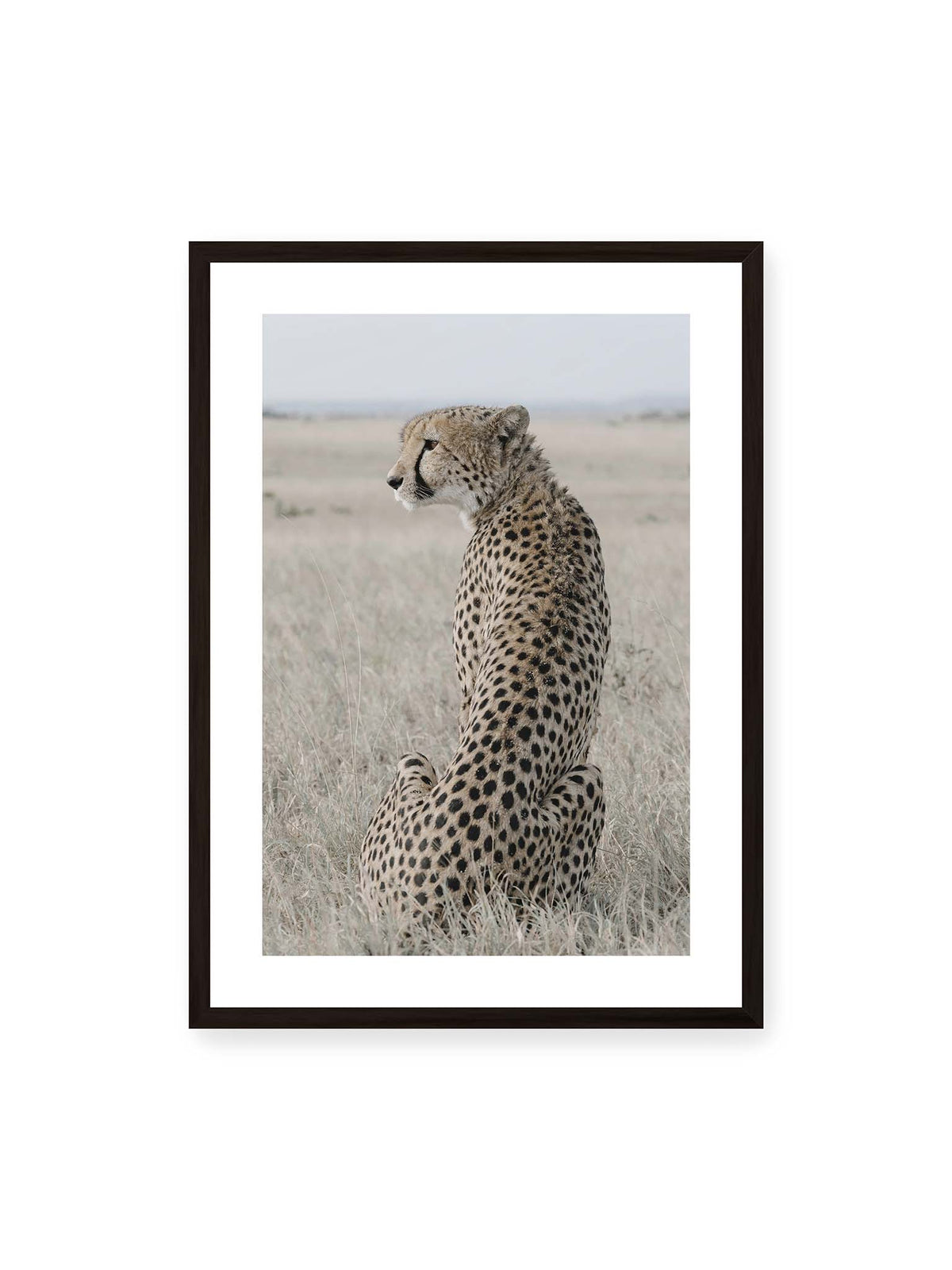 50x70 cm, weißer Galerie-Rand, schwarzer Rahmen – Sitzender Gepard im Profil in hellem, trockenem Gras mit freiem Blick in die Ferne.