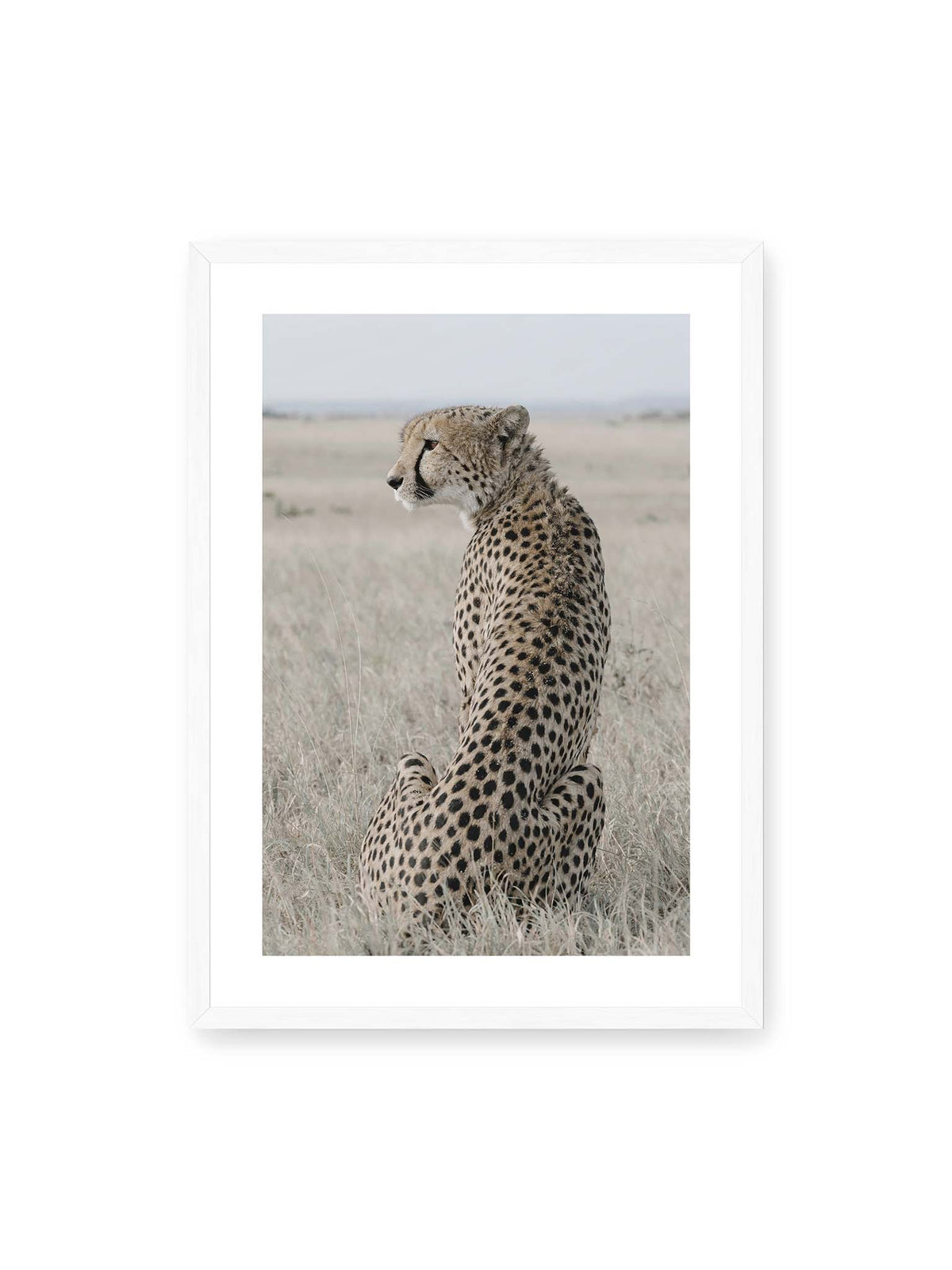 50x70 cm, weißer Galerie-Rand, weißer Rahmen – Sitzender Gepard im Profil in hellem, trockenem Gras mit freiem Blick in die Ferne.