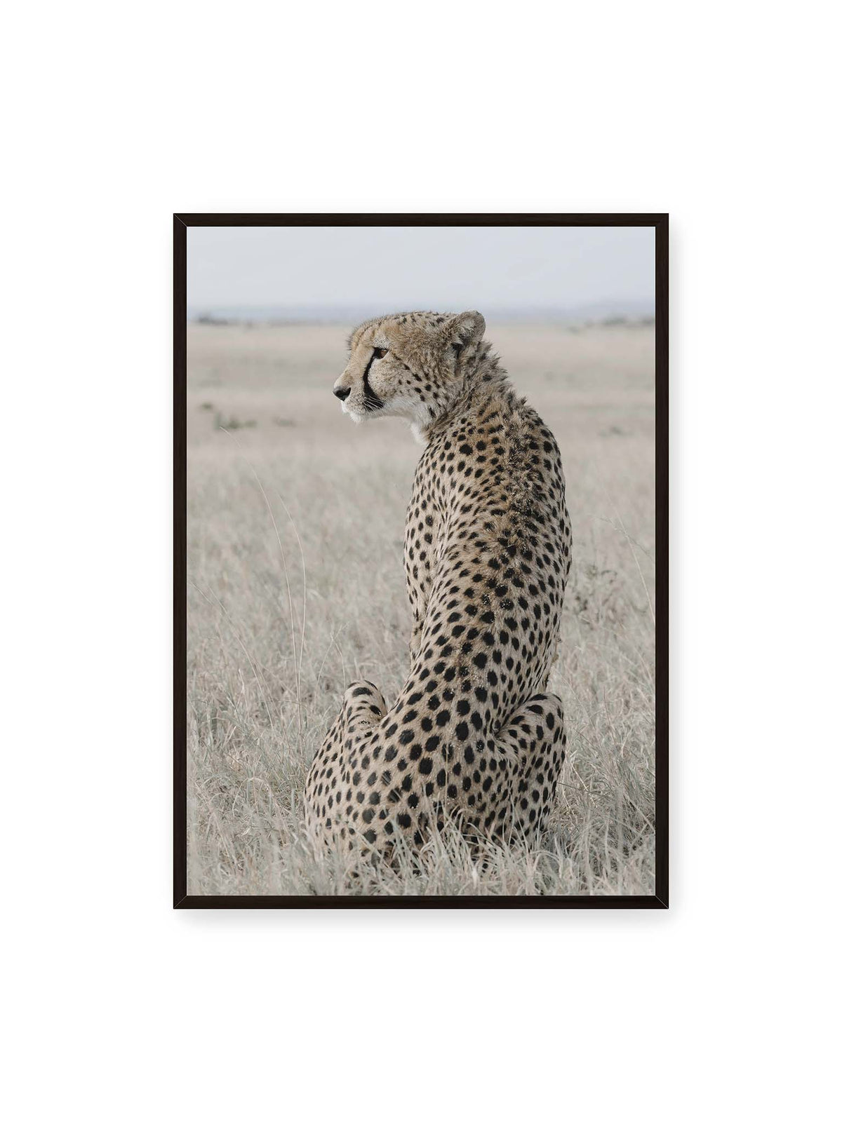 70x100 cm, schwarzer Rahmen – Sitzender Gepard im Profil in hellem, trockenem Gras mit freiem Blick in die Ferne.
