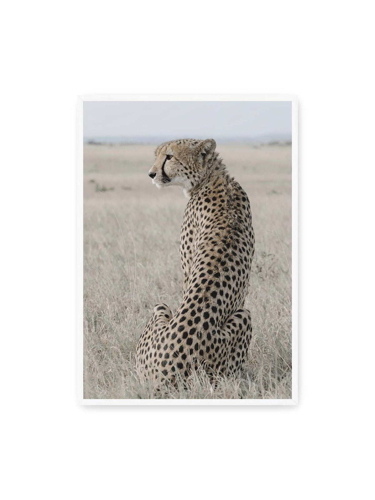 70x100 cm, weißer Rahmen – Sitzender Gepard im Profil in hellem, trockenem Gras mit freiem Blick in die Ferne.