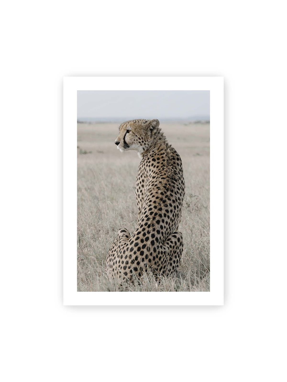 70x100 cm, weißer Galerie-Rand – Sitzender Gepard im Profil in hellem, trockenem Gras mit freiem Blick in die Ferne.