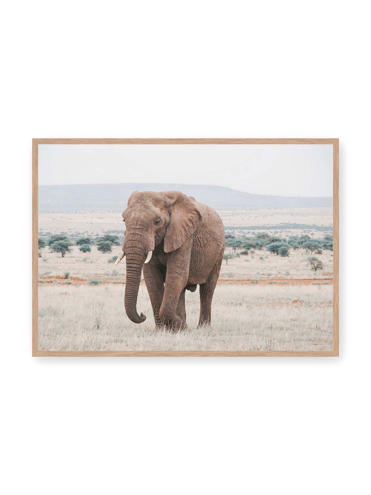 100x70 cm, Eichenrahmen – Einzelner Elefant mit Stoßzähnen in einer offenen, hellen Graslandschaft vor einem fernen Höhenzug.