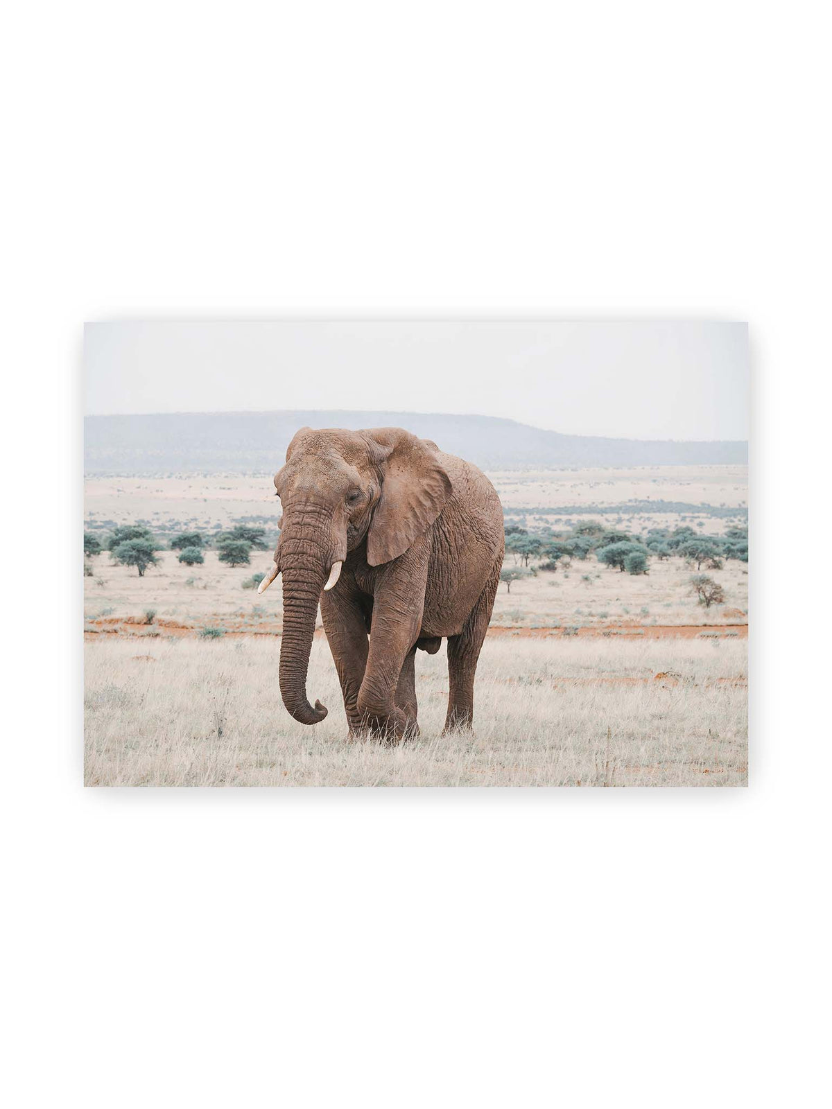 100x70 cm – Einzelner Elefant mit Stoßzähnen in einer offenen, hellen Graslandschaft vor einem fernen Höhenzug.