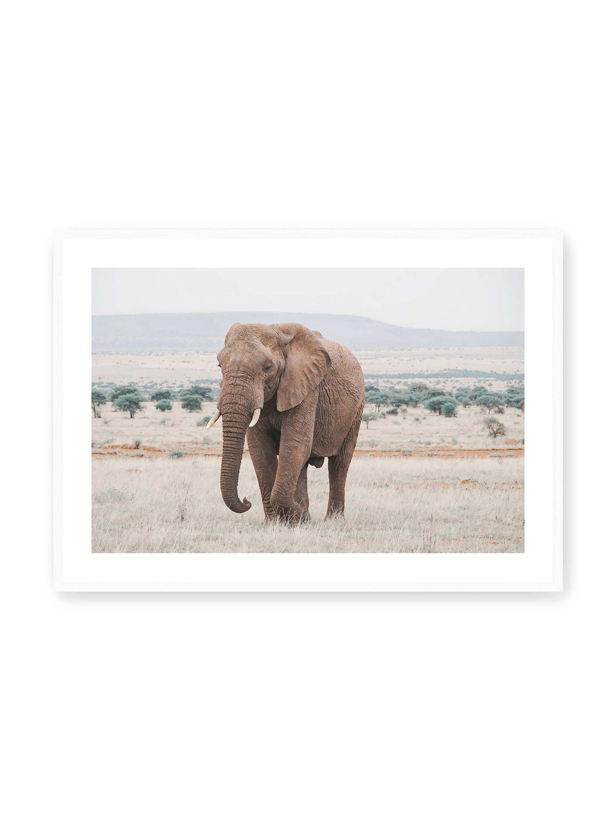 100x70 cm, weißer Galerie-Rand, weißer Rahmen – Einzelner Elefant mit Stoßzähnen in einer offenen, hellen Graslandschaft vor einem fernen Höhenzug.