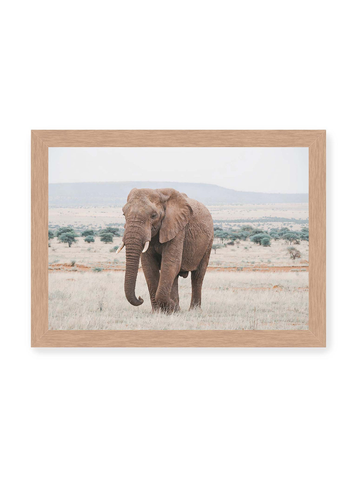 30x21 cm, Eichenrahmen – Einzelner Elefant mit Stoßzähnen in einer offenen, hellen Graslandschaft vor einem fernen Höhenzug.