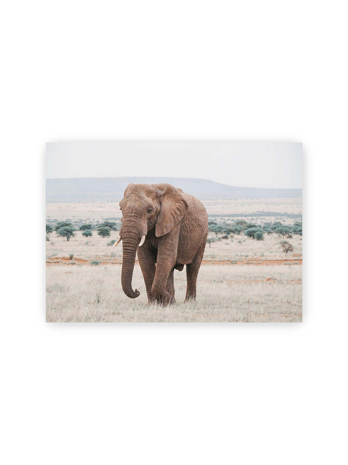 30x21 cm – Einzelner Elefant mit Stoßzähnen in einer offenen, hellen Graslandschaft vor einem fernen Höhenzug.