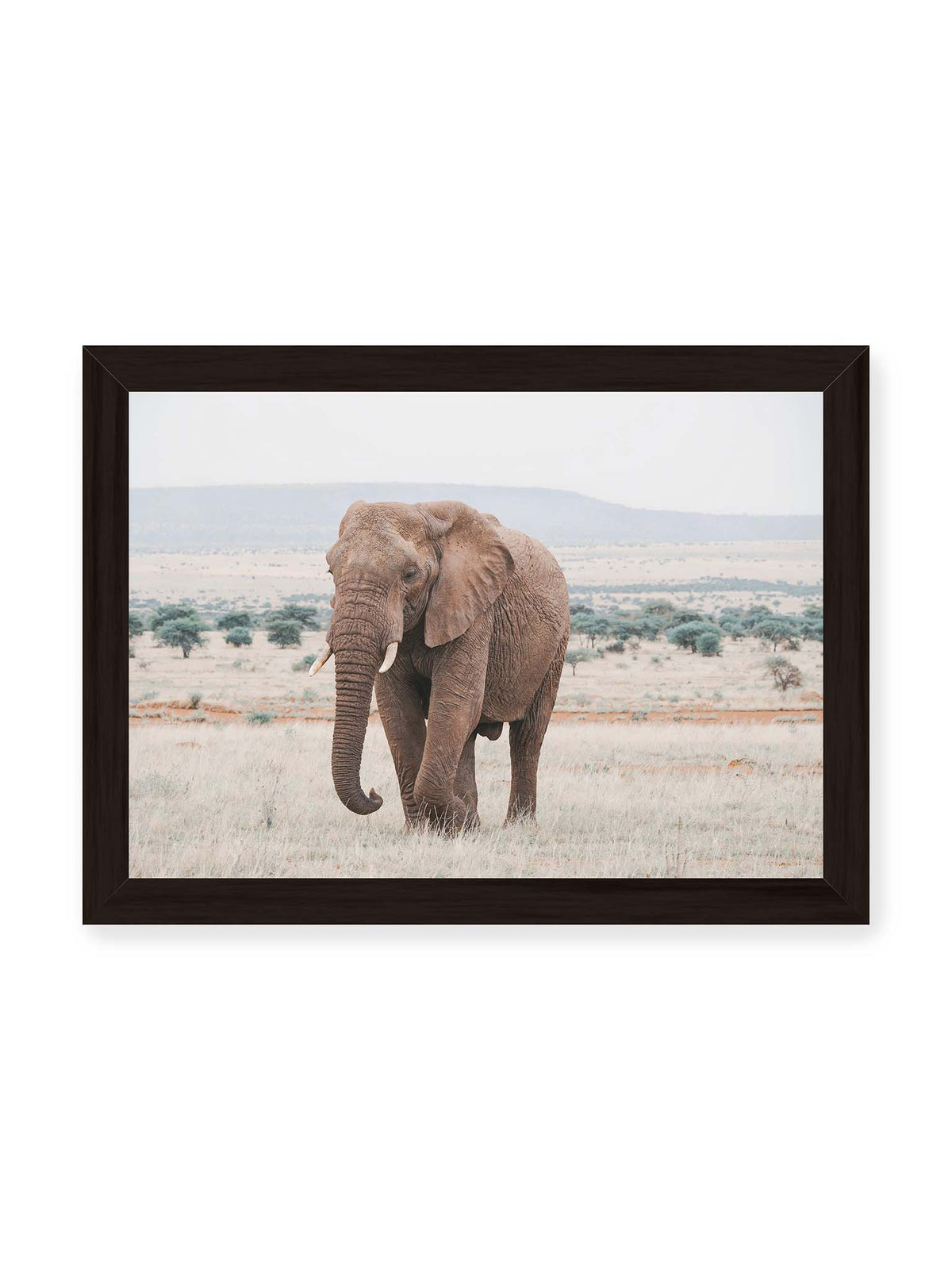 30x21 cm, schwarzer Rahmen – Einzelner Elefant mit Stoßzähnen in einer offenen, hellen Graslandschaft vor einem fernen Höhenzug.