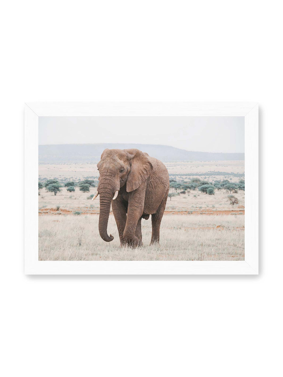 30x21 cm, weißer Rahmen – Einzelner Elefant mit Stoßzähnen in einer offenen, hellen Graslandschaft vor einem fernen Höhenzug.